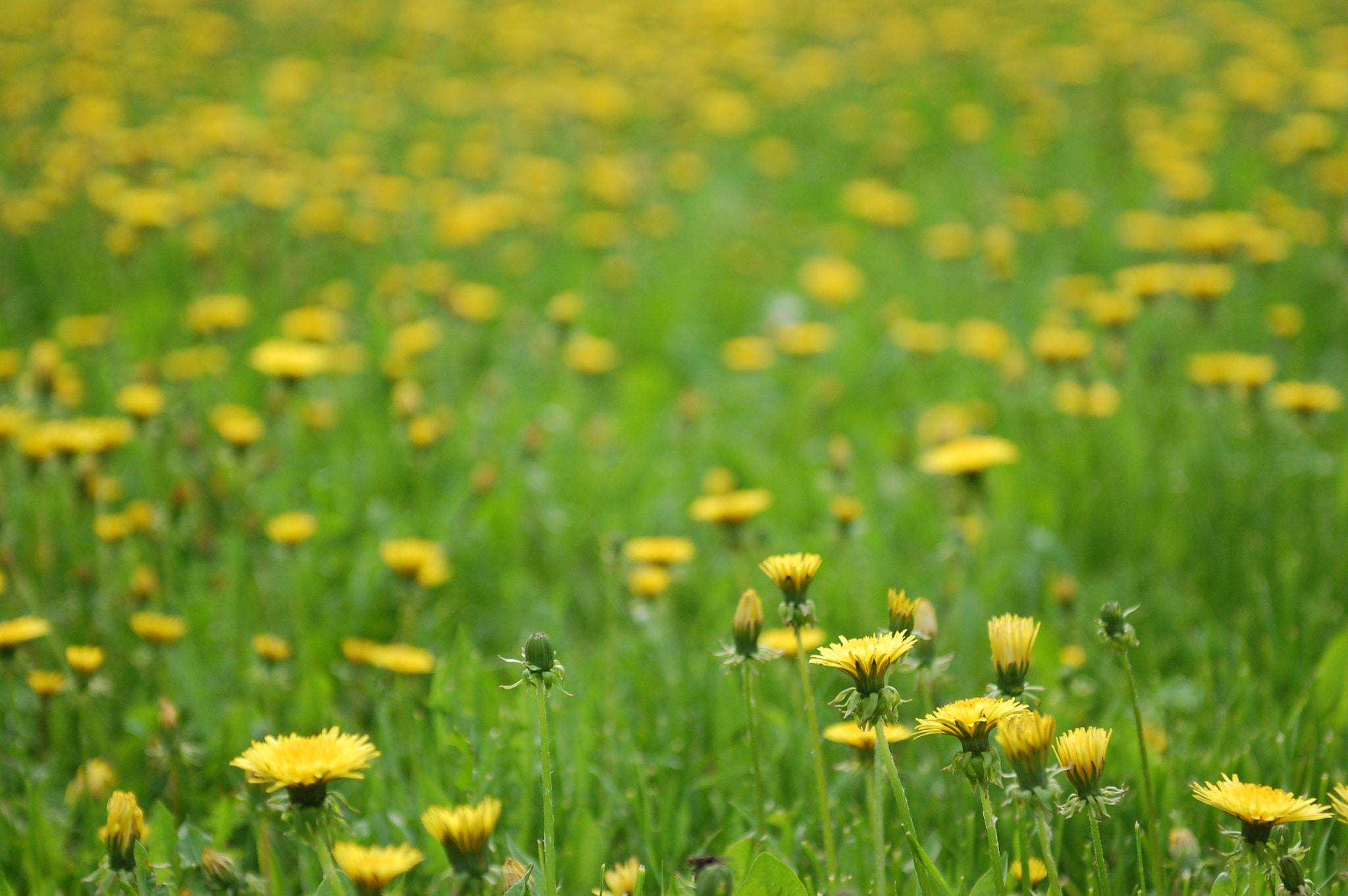 Nikon D40 sample photo. Million dandelions photography