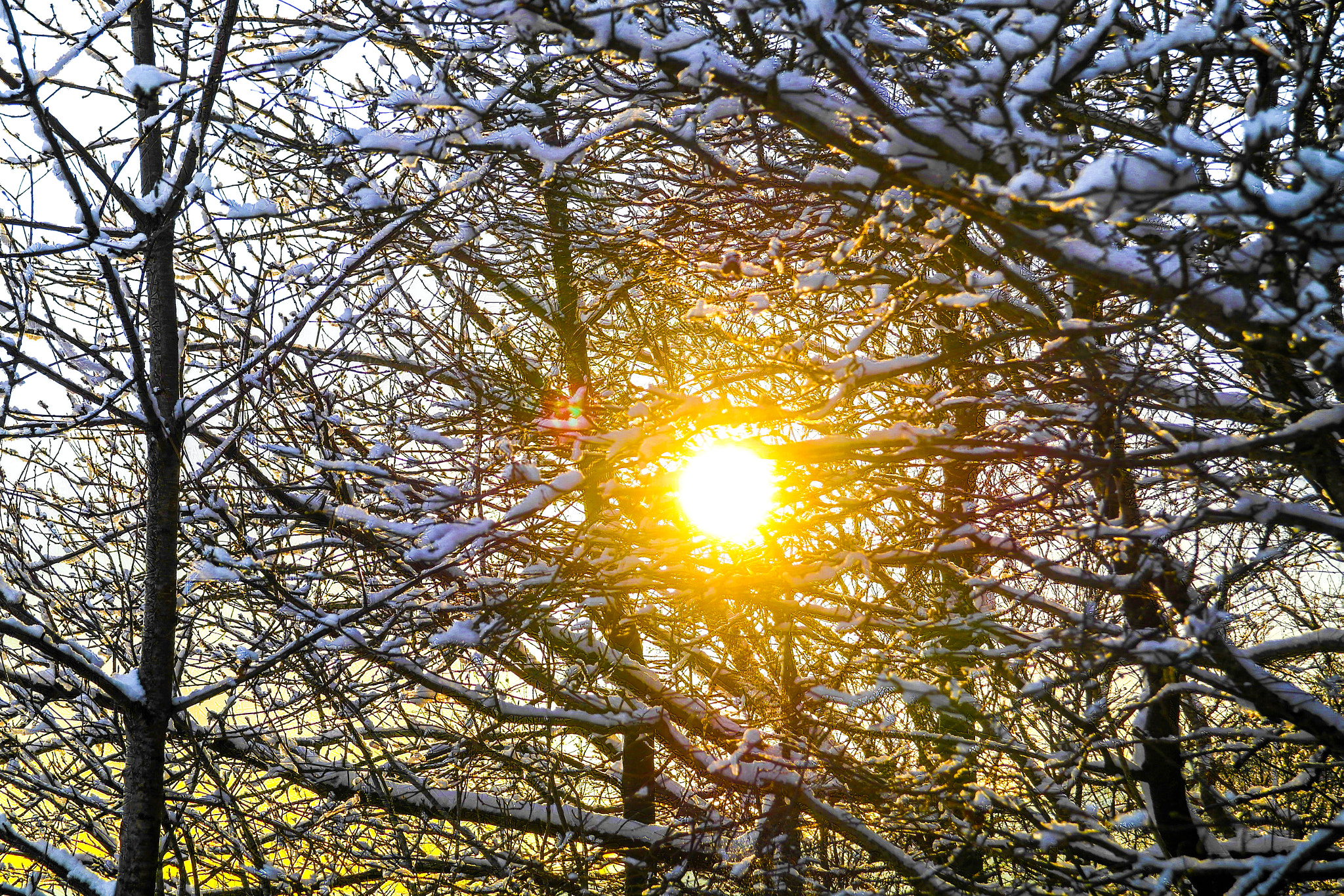 Samsung NX210 sample photo. Sun behind trees photography