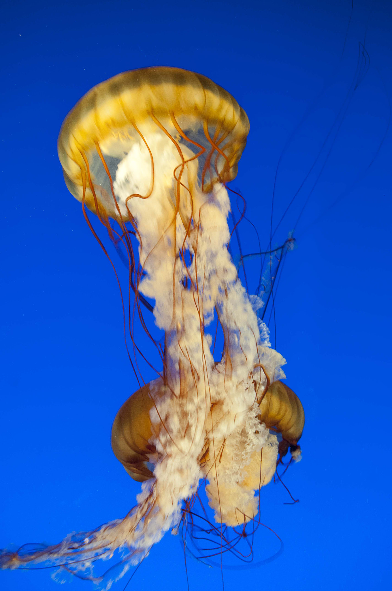 Nikon D300 + Sigma 18-200mm F3.5-6.3 DC sample photo. Vancouver aquarium photography
