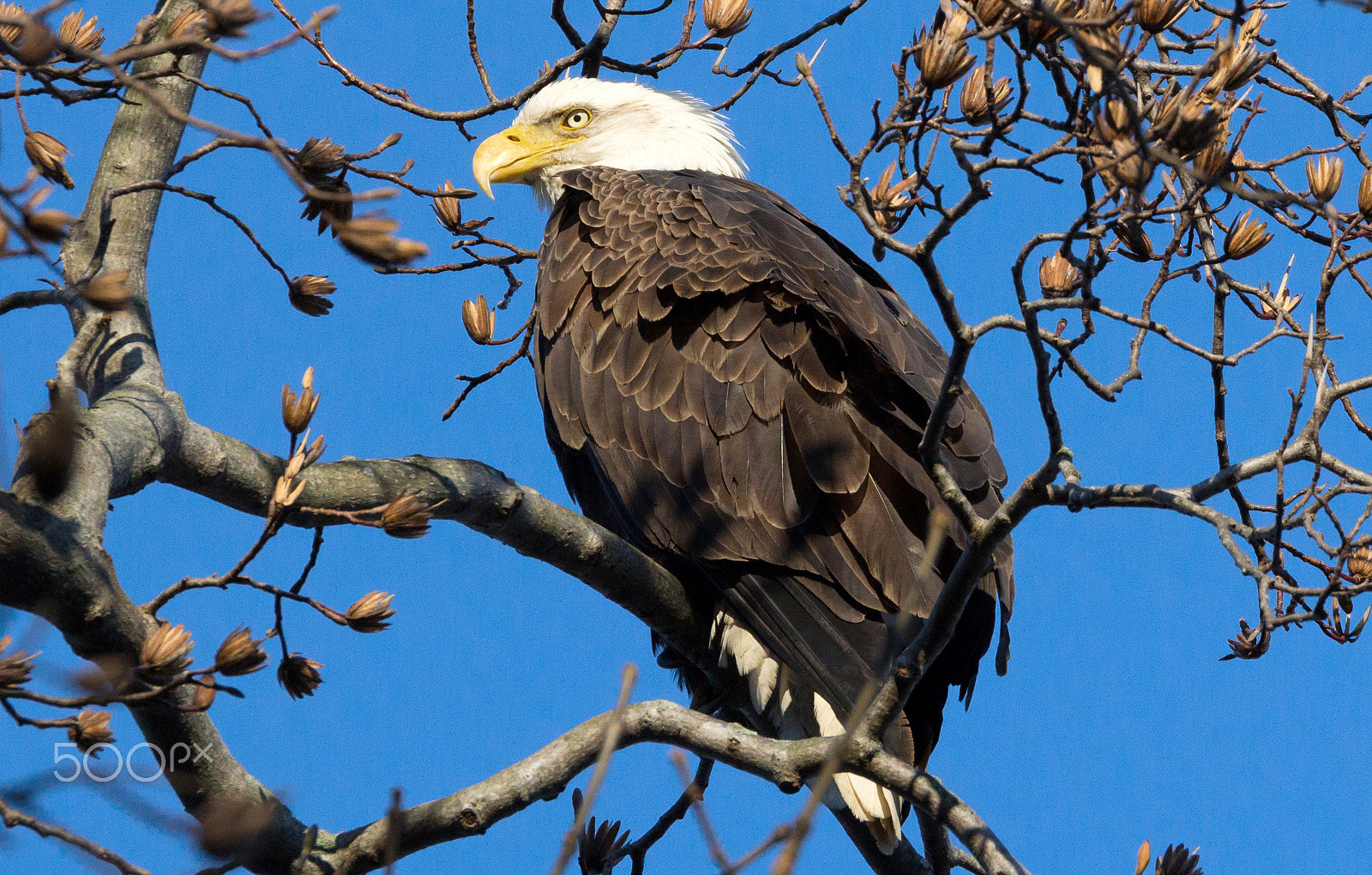 Canon EF 100-400mm F4.5-5.6L IS II USM sample photo. Bald eagle photography