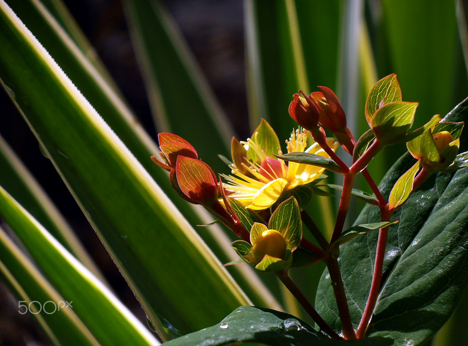 Olympus VR325,VR320,D725 sample photo. The small sun photography