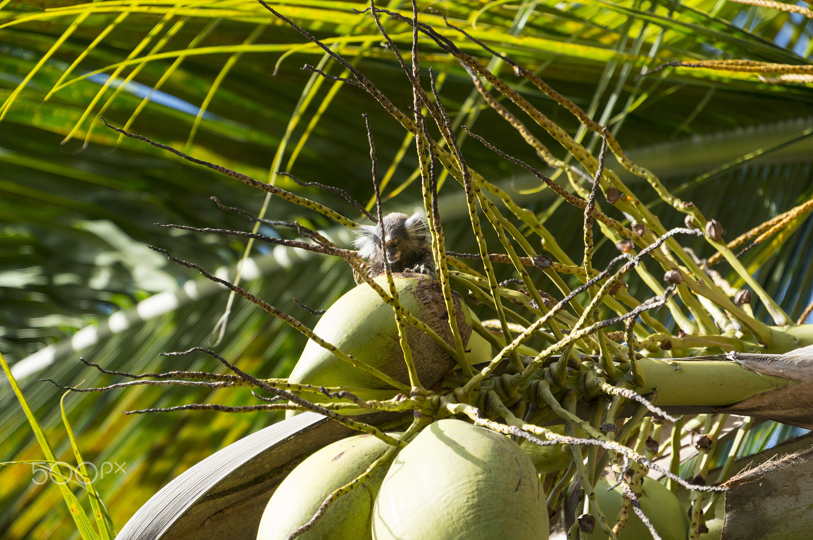 Sony E 18-200mm F3.5-6.3 OSS sample photo. Sagui no coqueiro photography