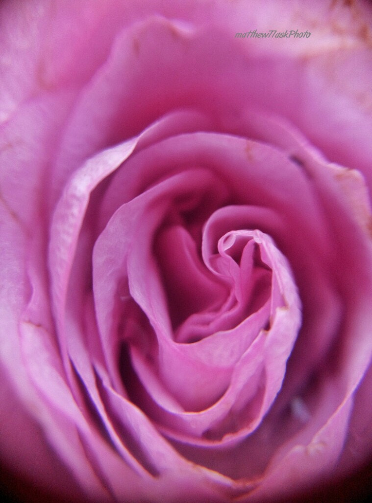 Xiaomi HM NOTE sample photo. The rose photography