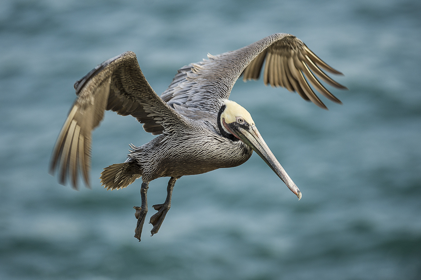 Nikon AF-S Nikkor 300mm F2.8G ED-IF VR sample photo. Landing photography