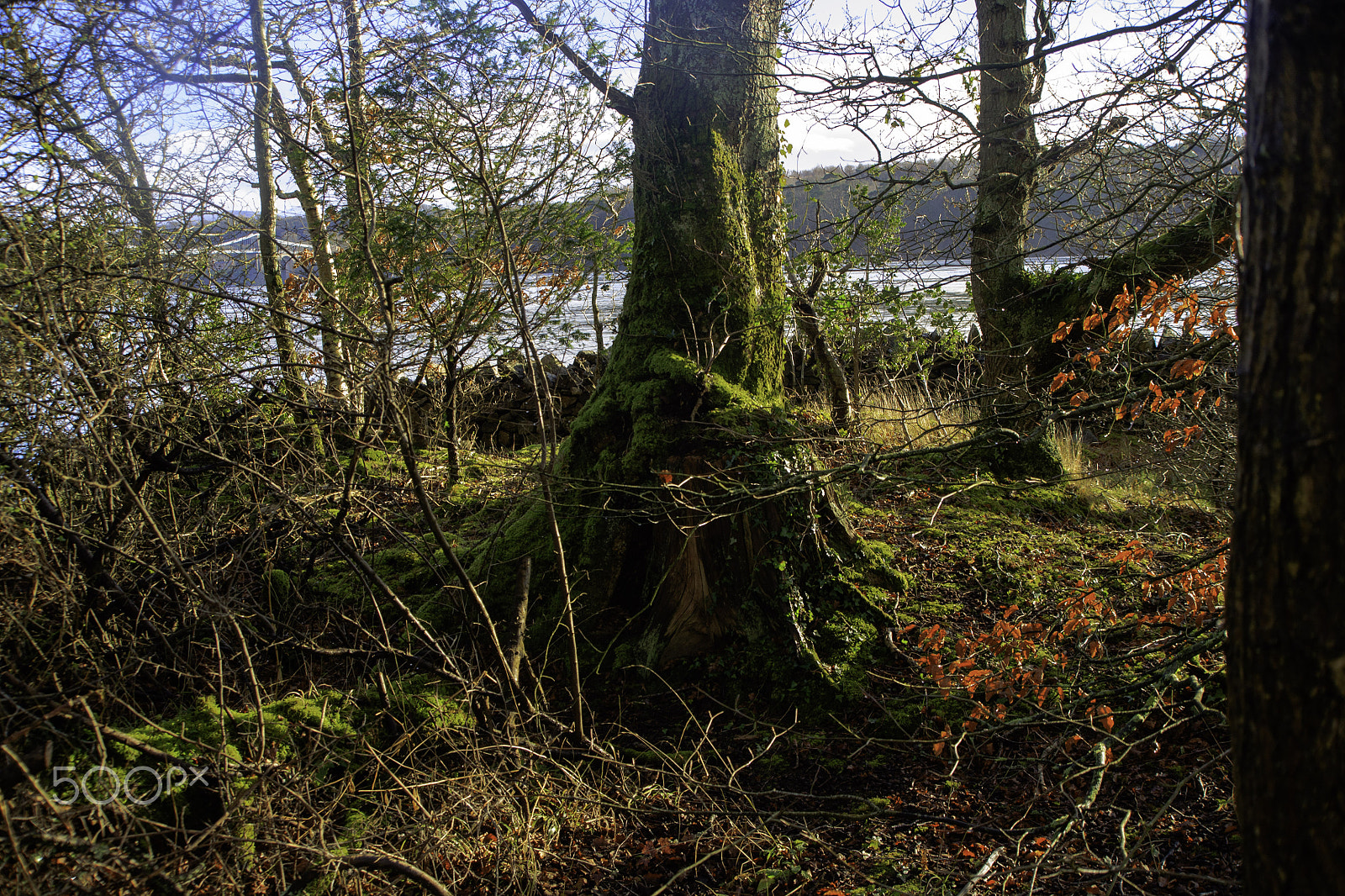 Canon EF 35-135mm f/4-5.6 USM sample photo. Trees photography