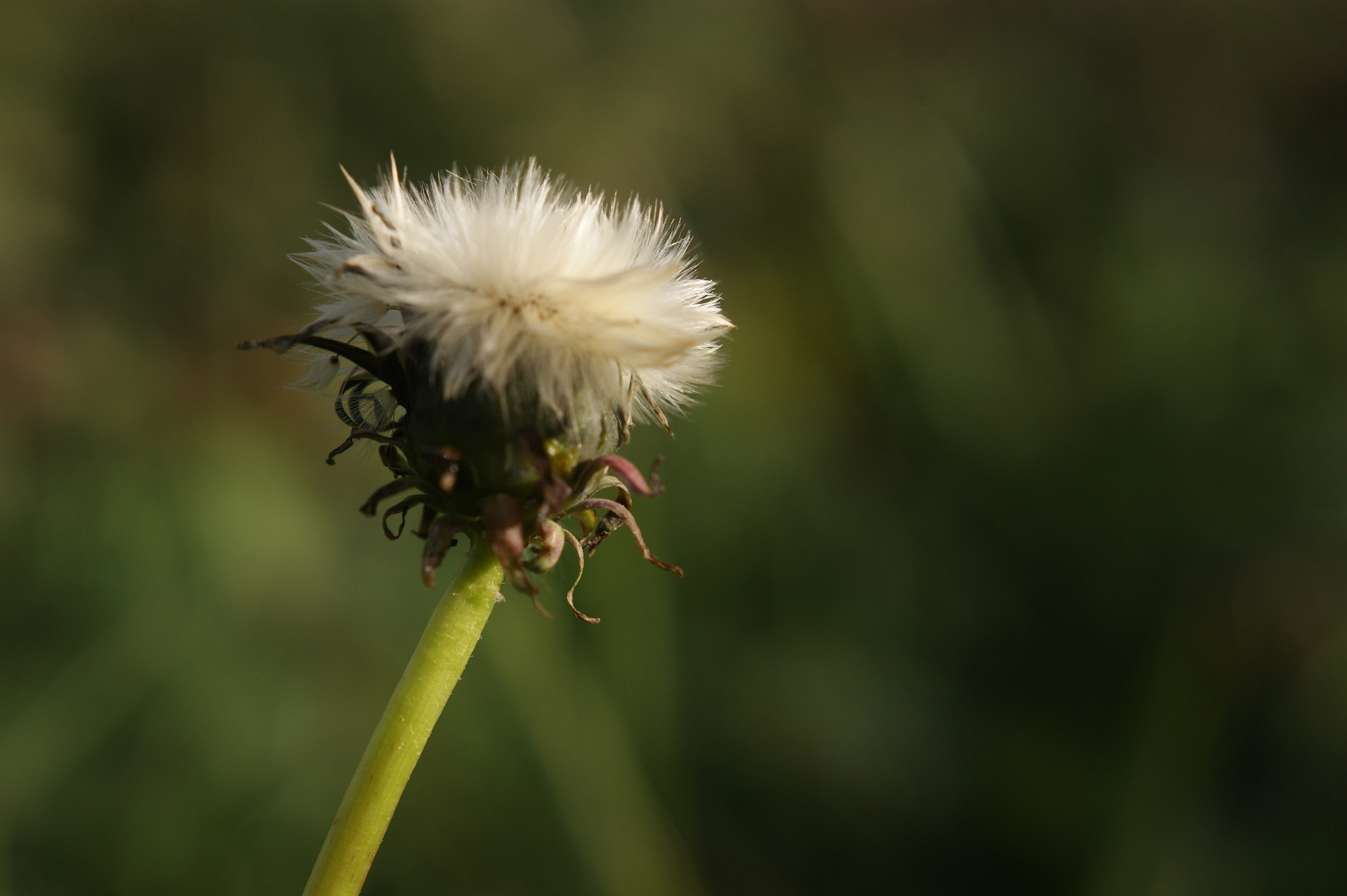 Sony Alpha DSLR-A350 + Sony DT 50mm F1.8 SAM sample photo. Sonhos photography