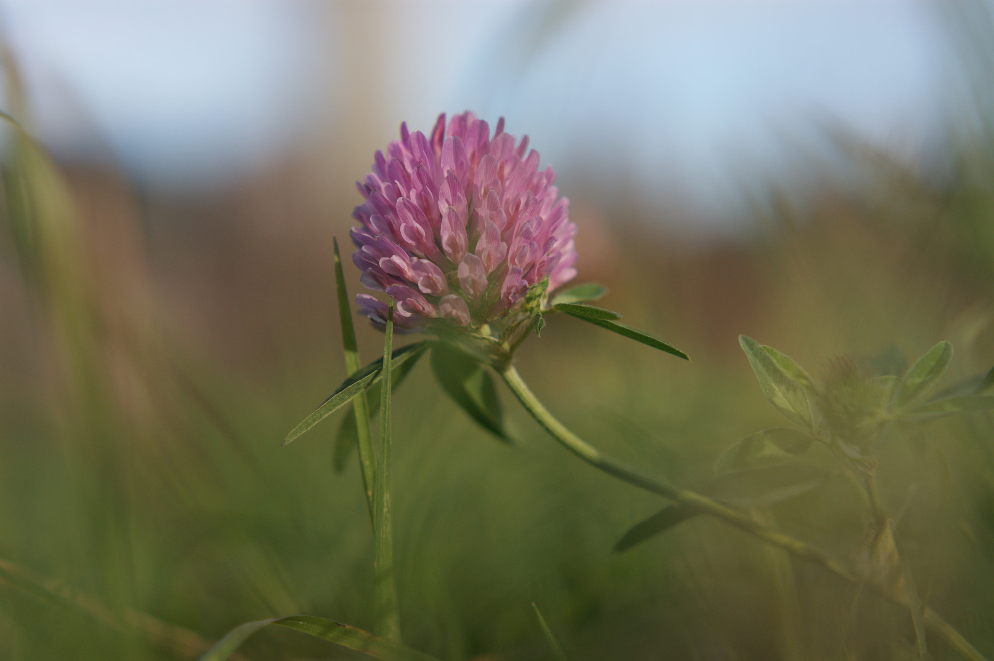 Sony Alpha DSLR-A350 + Sony DT 50mm F1.8 SAM sample photo. Macro flower photography