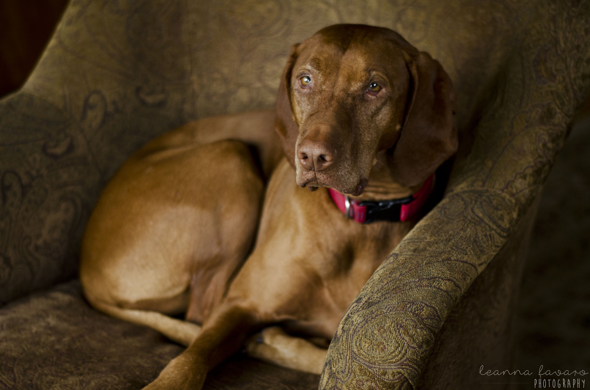 Sigma 28-300mm F3.5-6.3 DG Macro sample photo. Phinnigan the vizsla photography