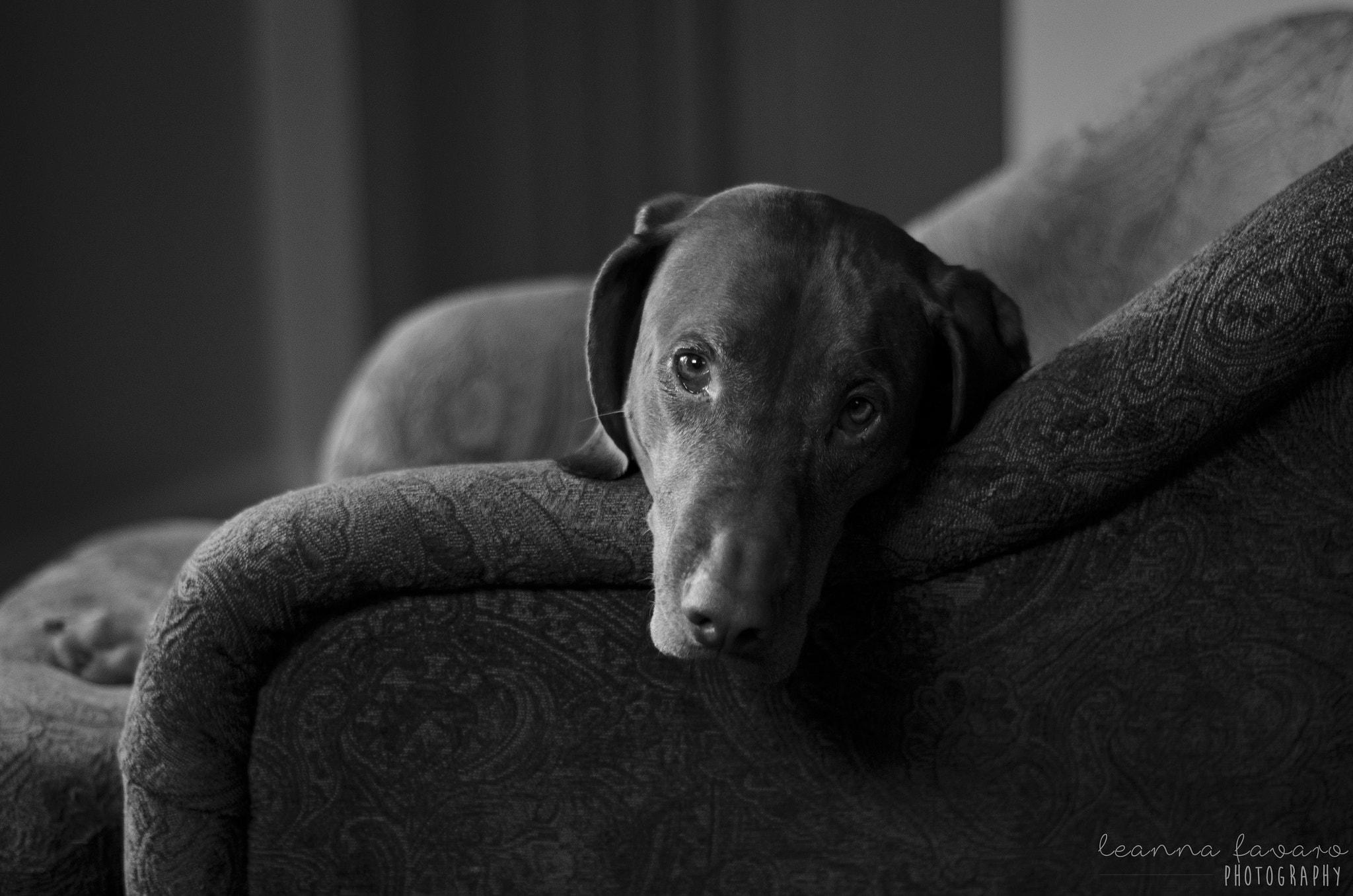 Sigma 50-150mm F2.8 EX APO DC HSM II sample photo. Phinnigan the vizsla photography