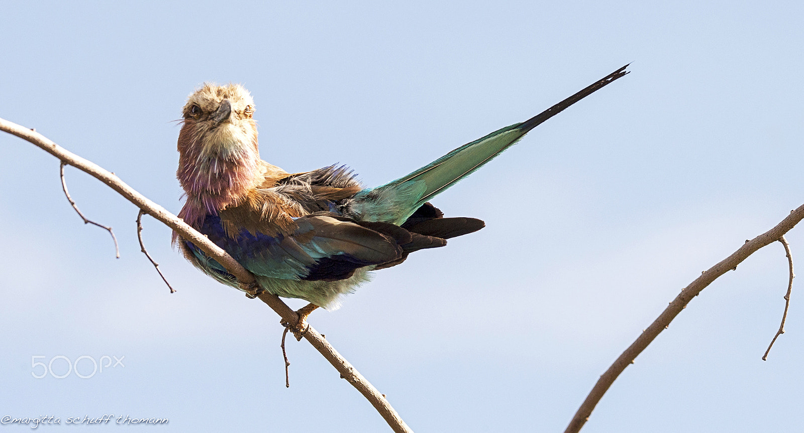 Tamron SP 150-600mm F5-6.3 Di VC USD sample photo. Lilac ... photography