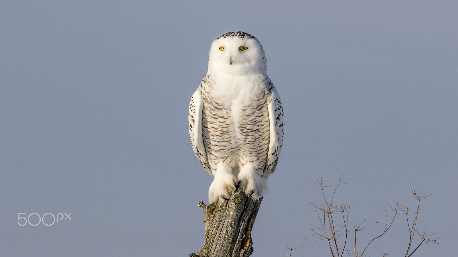 Canon EF 200-400mm F4L IS USM Extender 1.4x sample photo. 160a7303.jpg photography