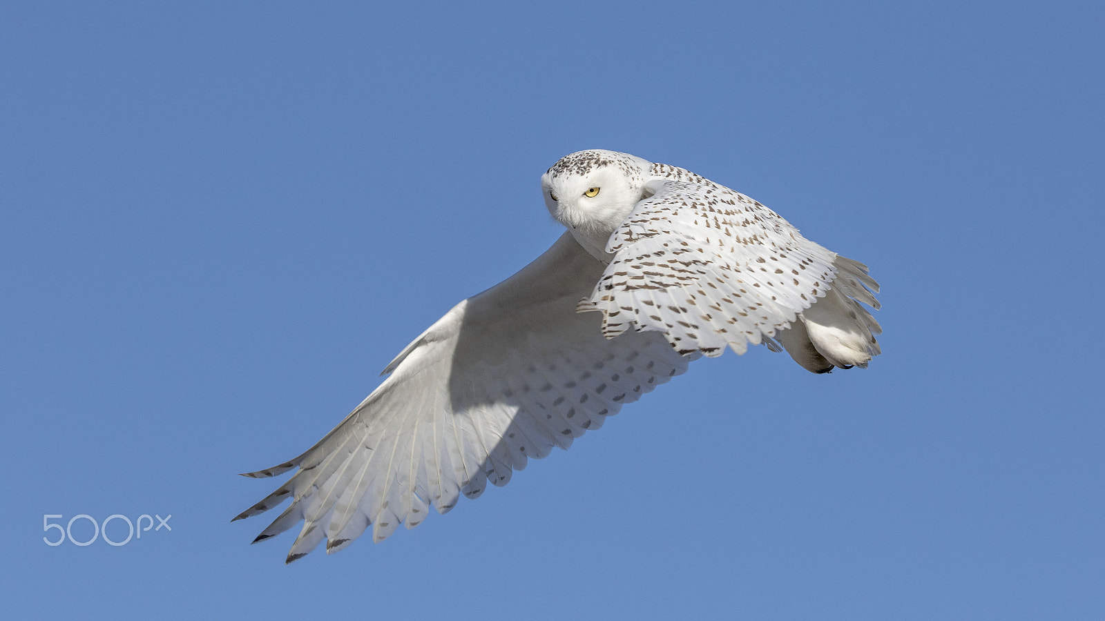 Canon EF 200-400mm F4L IS USM Extender 1.4x sample photo. 160a9189.jpg photography