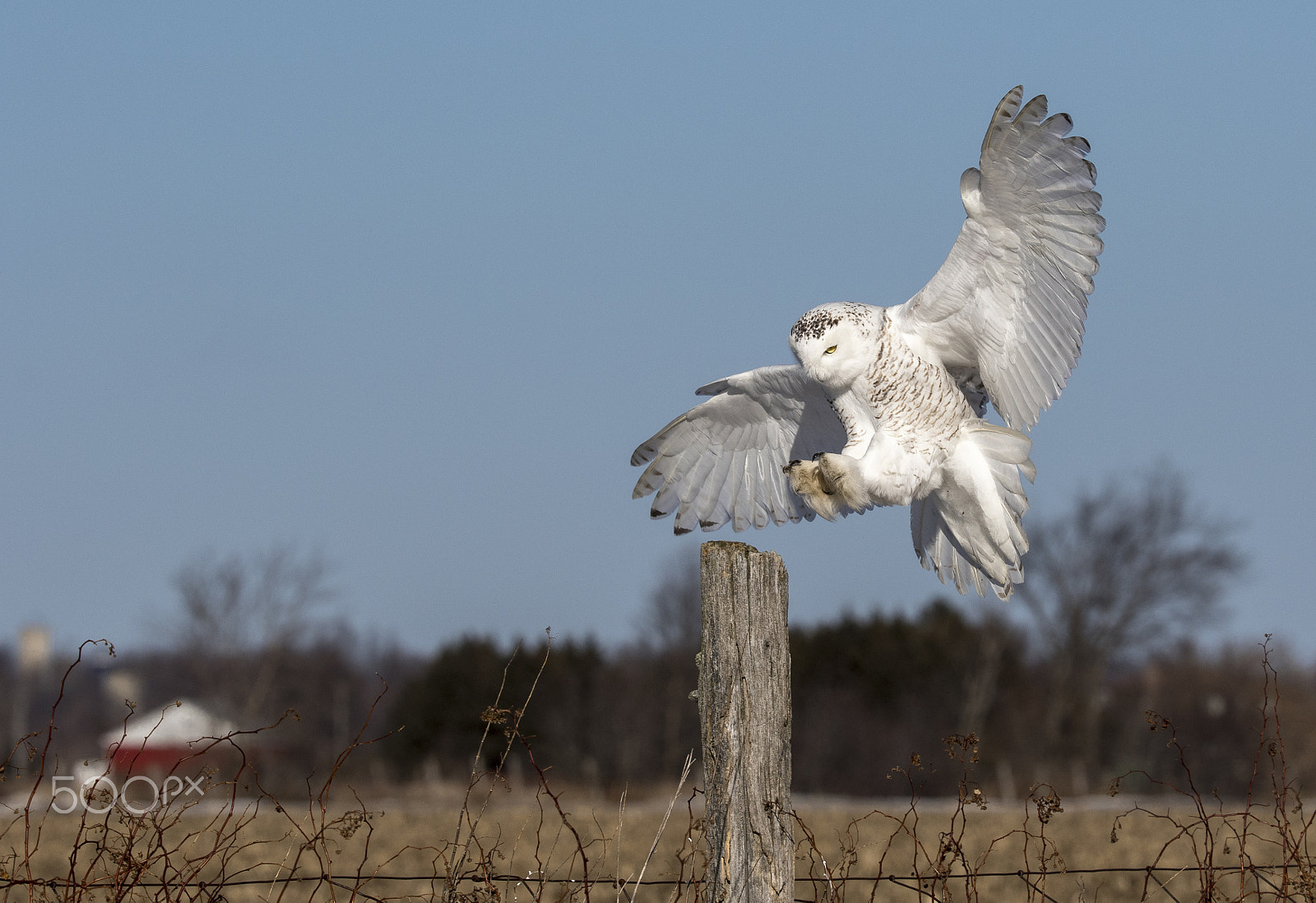 Canon EF 200-400mm F4L IS USM Extender 1.4x sample photo. 160a9242.jpg photography
