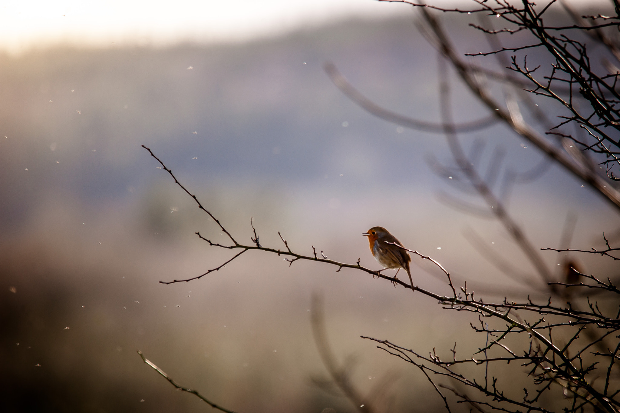 Sigma 150-500mm F5-6.3 DG OS HSM sample photo. Robin sings for spring photography