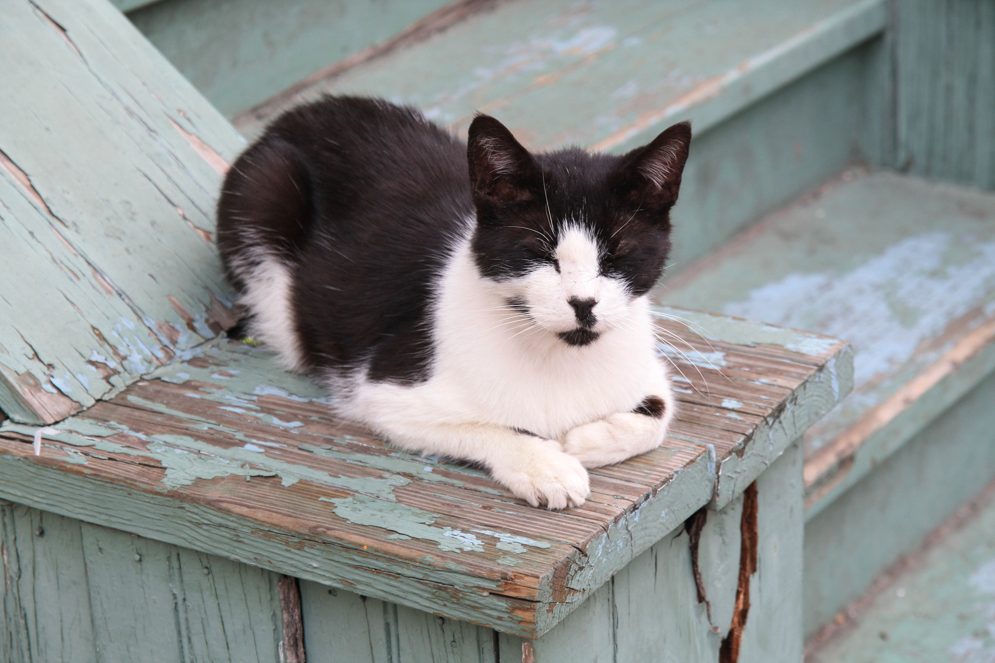 Sigma 17-70mm F2.8-4 DC Macro OS HSM sample photo. Wild cat photography