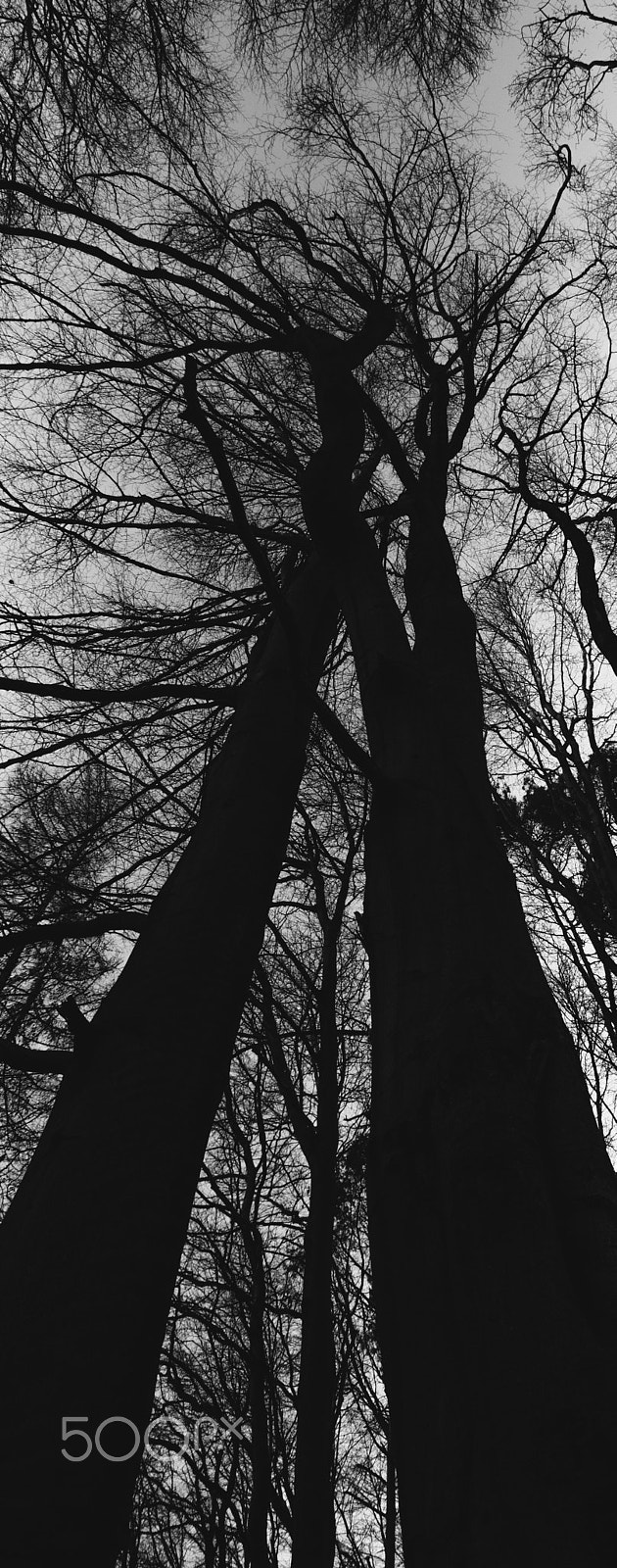 Canon EOS M + Sigma 10-20mm F4-5.6 EX DC HSM sample photo. Haunting tree photography