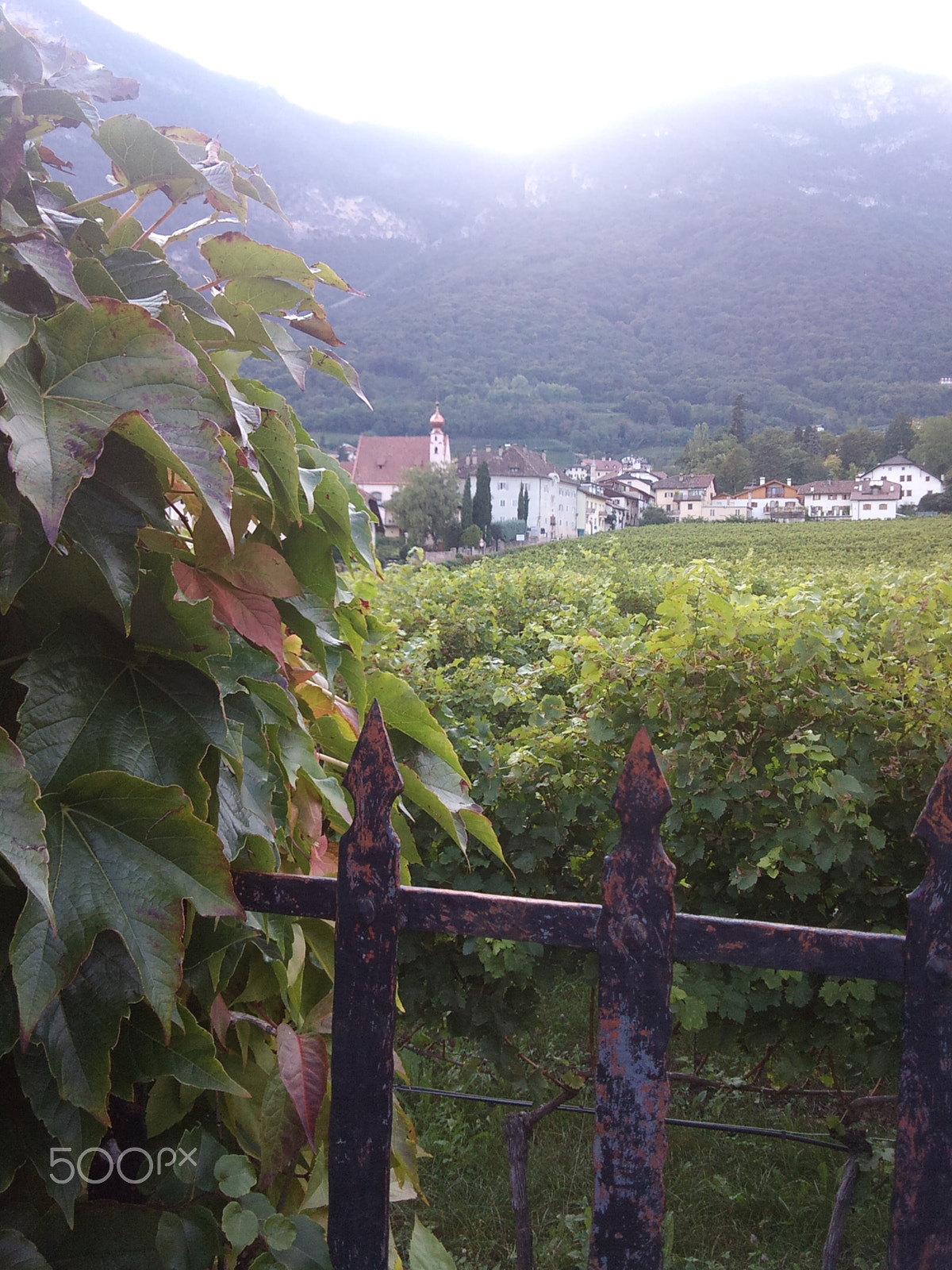 Sony Ericsson C901 sample photo. Wine village in italy photography