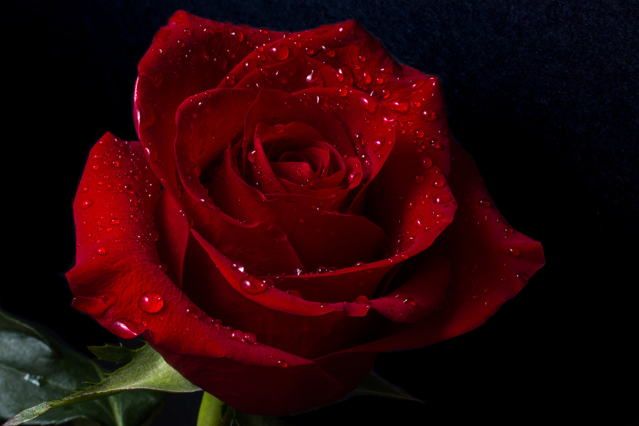 Sigma 70mm F2.8 EX DG Macro sample photo. Valentine's day photography
