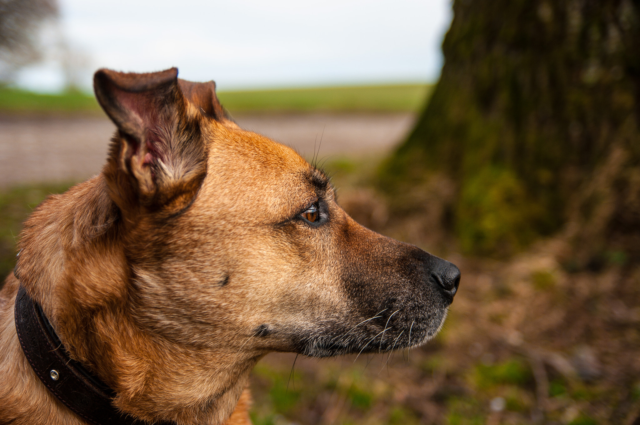 Pentax K20D sample photo. Profile (chico) photography