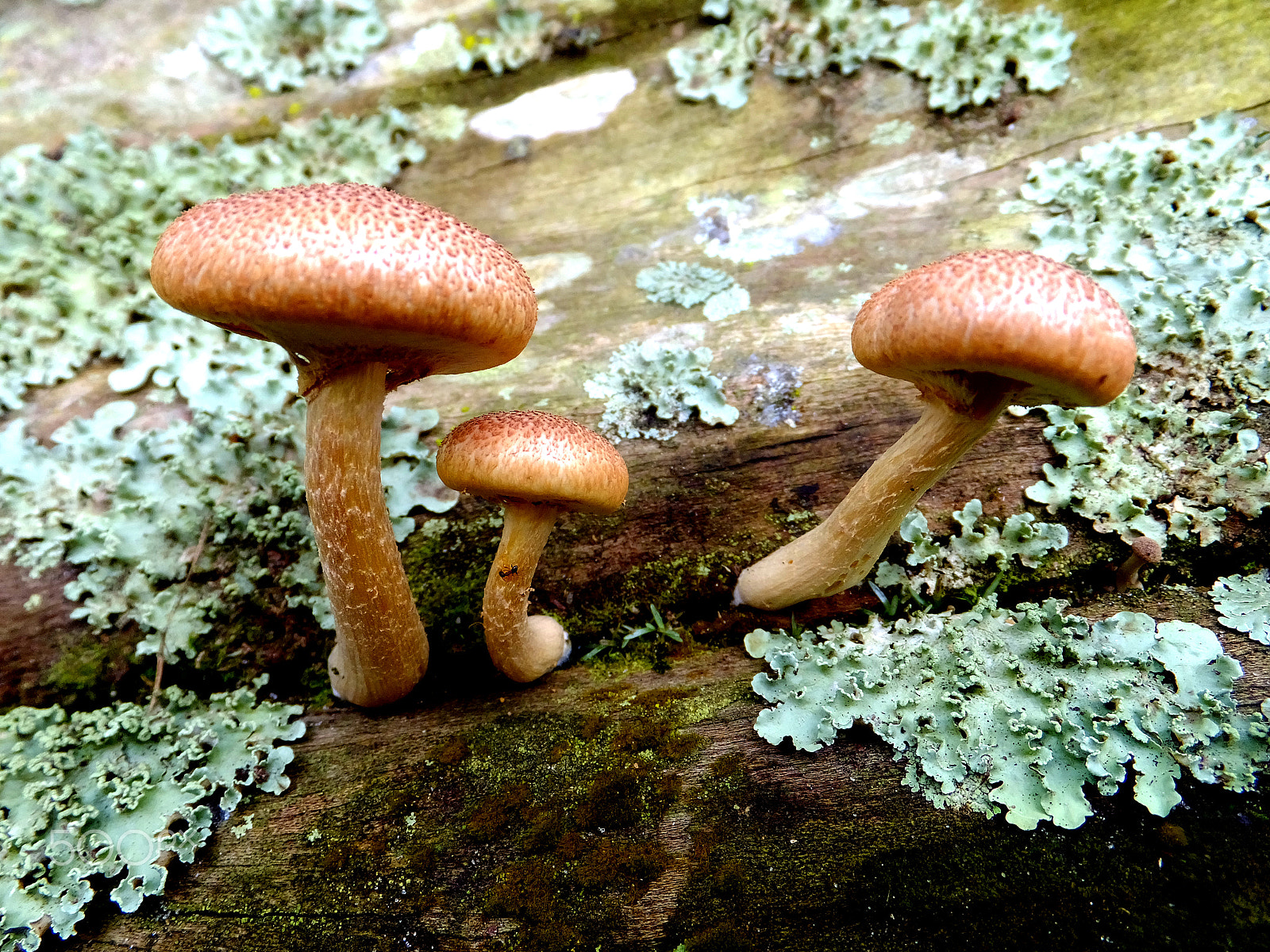 Fujifilm FinePix F850EXR sample photo. Mushrooms photography