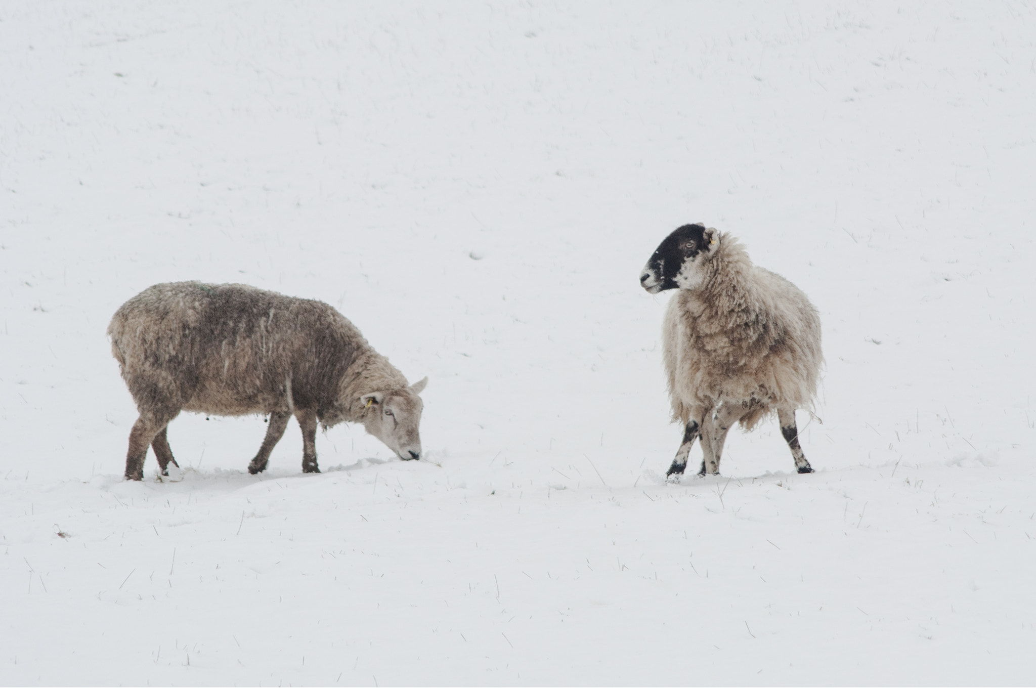 AF Nikkor 70-210mm f/4-5.6 sample photo. Ovine stand off photography