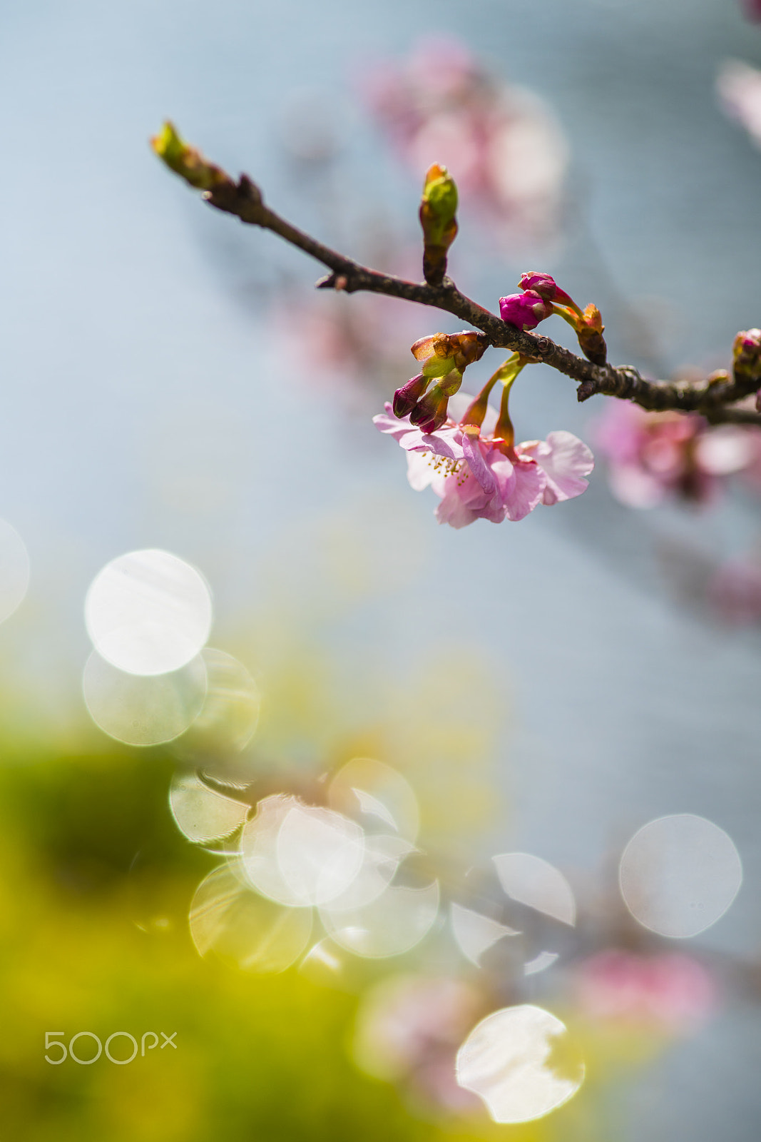 Minolta AF 100mm F2.8 Macro [New] sample photo. Kawadusakura（_dsc7359.jpg） photography