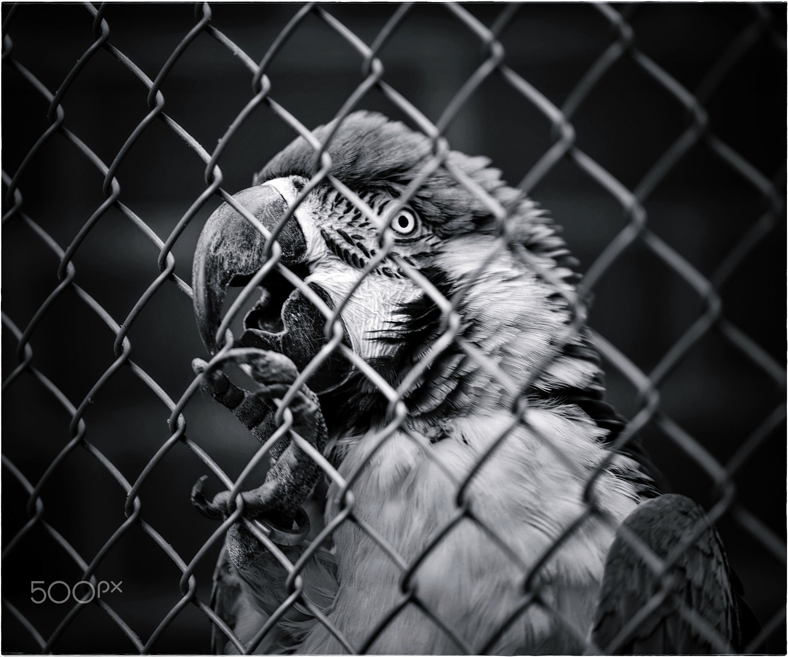 Nikon D600 sample photo. Freedom photography