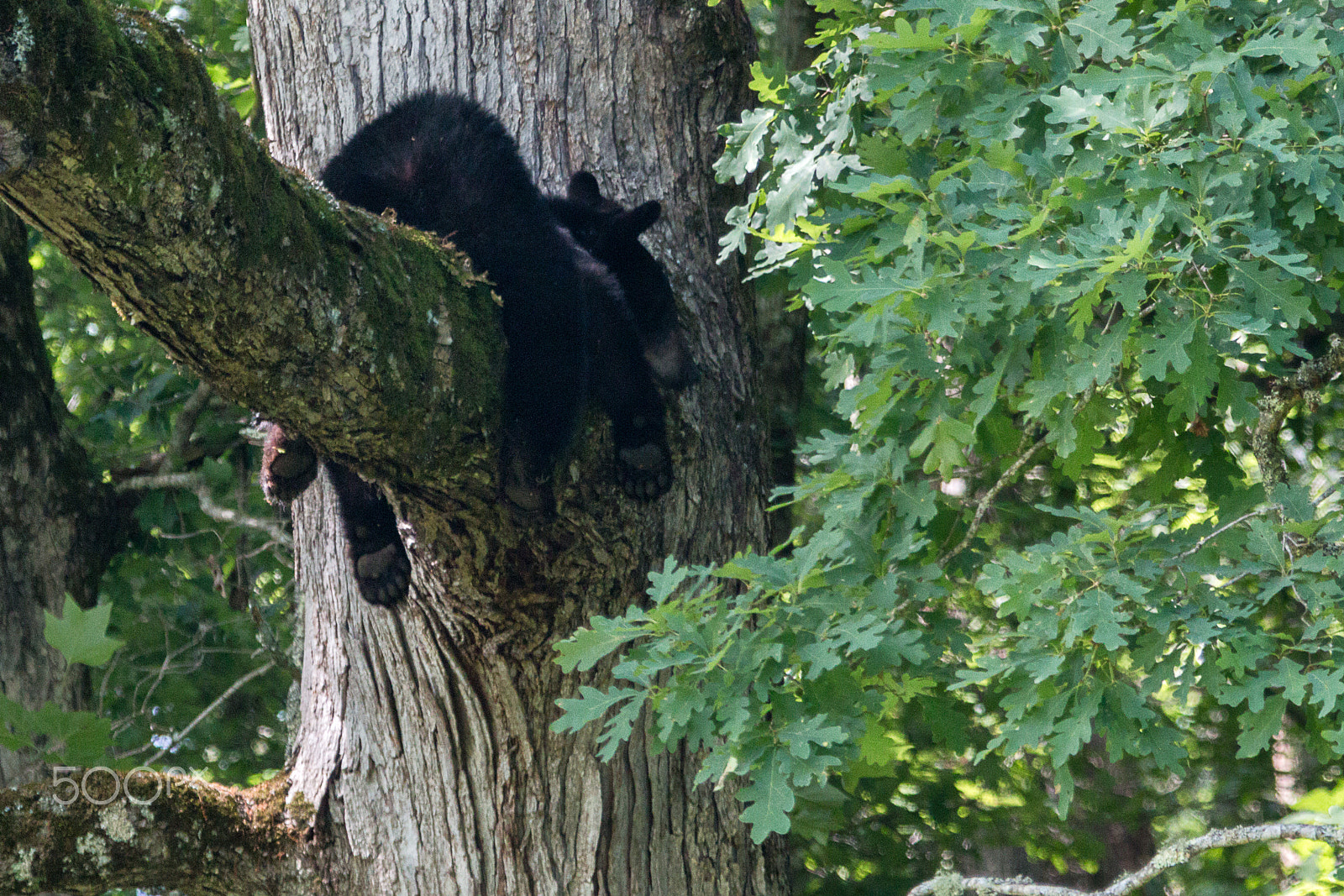 Canon EF 100-400mm F4.5-5.6L IS USM sample photo. Black bear cub taking a nap in a tree photography
