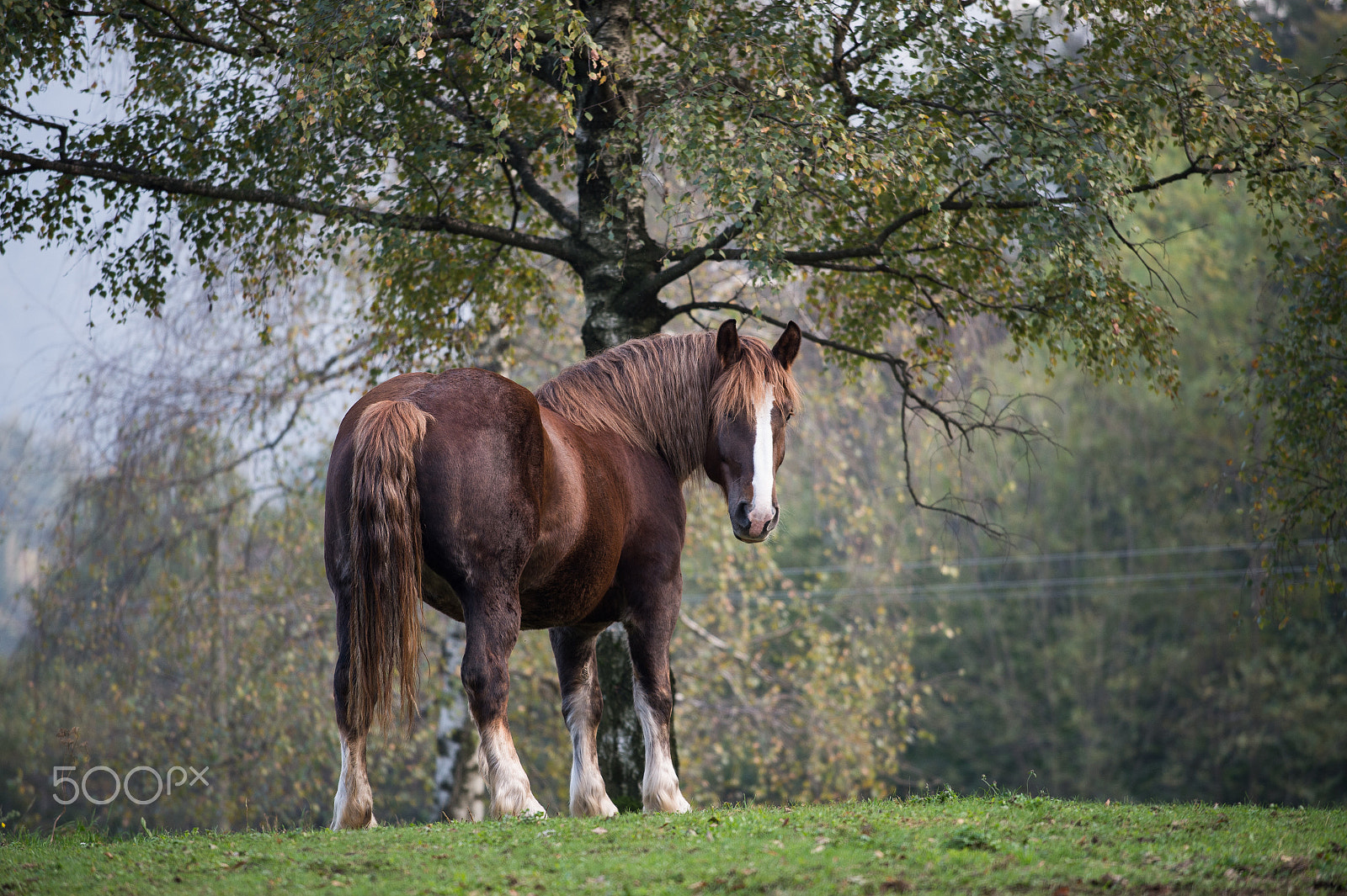 Nikon AF-S Nikkor 70-200mm F4G ED VR sample photo. Free horse 2 photography