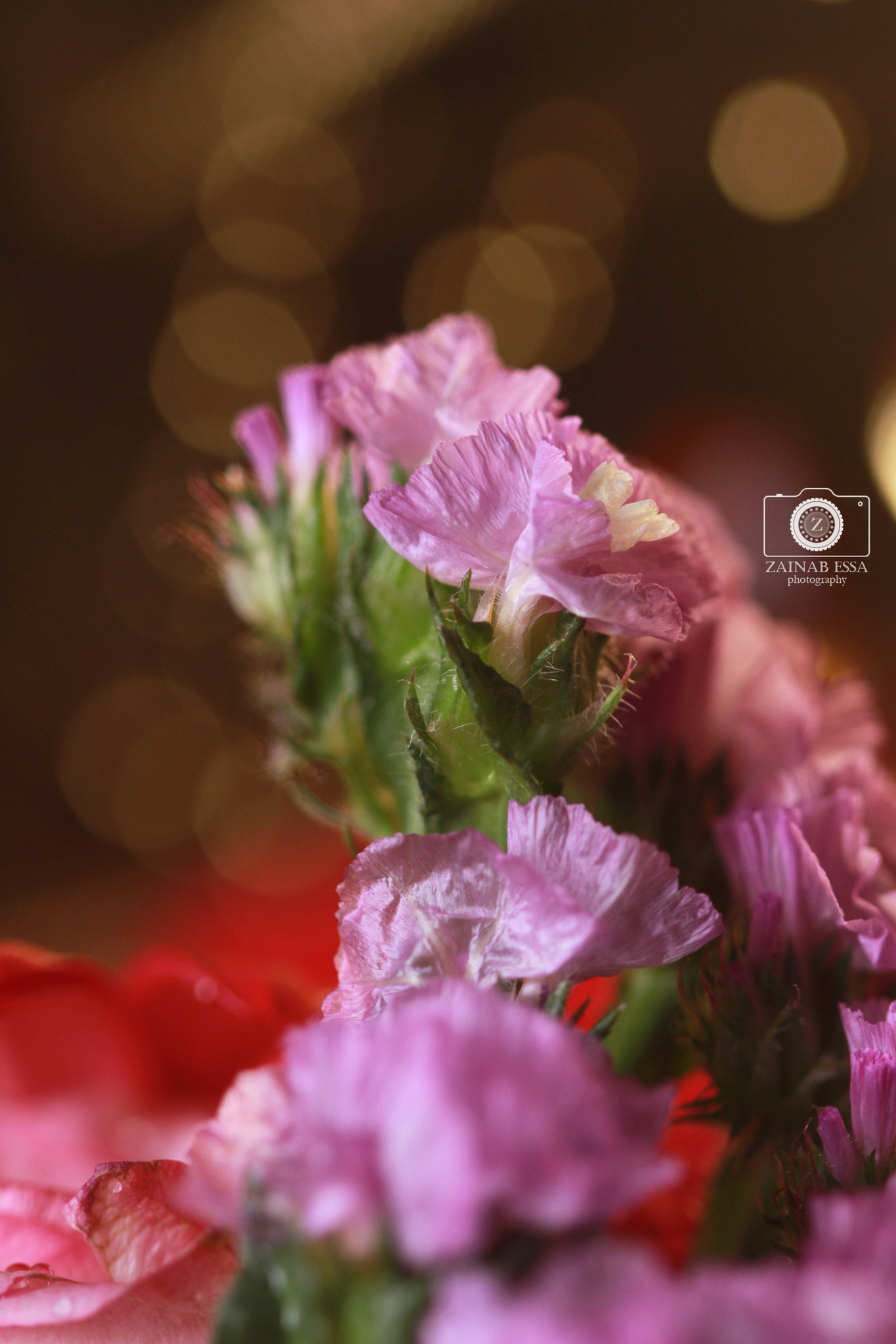Canon EOS 7D + Canon EF 100mm F2.8 Macro USM sample photo. Love  photography