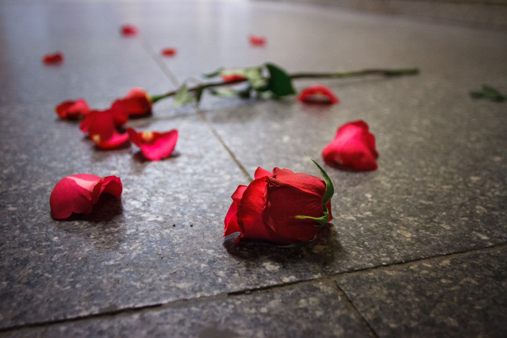 Canon EOS 7D + Canon EF 20mm F2.8 USM sample photo. Aftermath of valentine's day photography