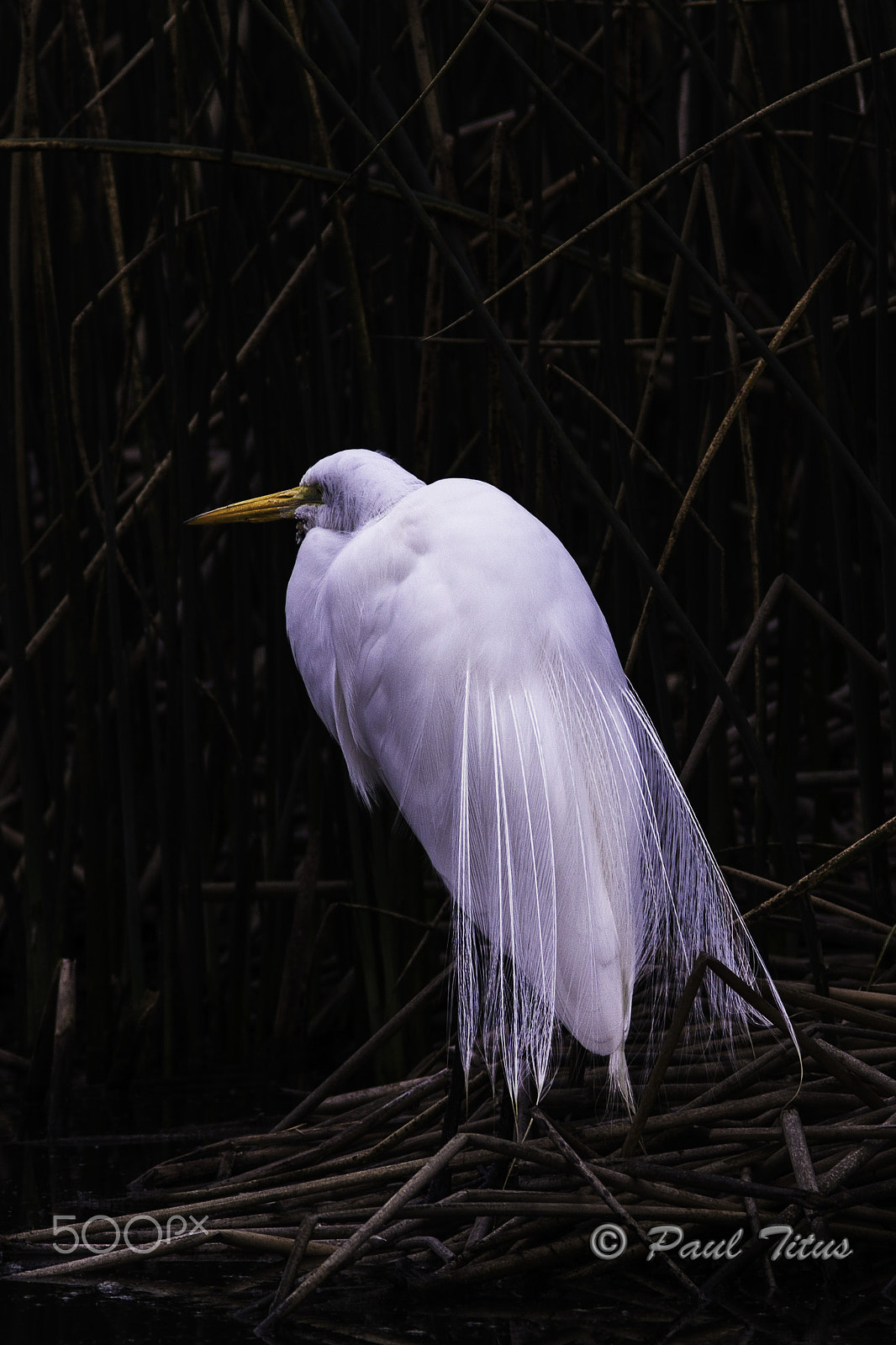 Canon EF 300mm F4L IS USM sample photo. Egret plumage photography