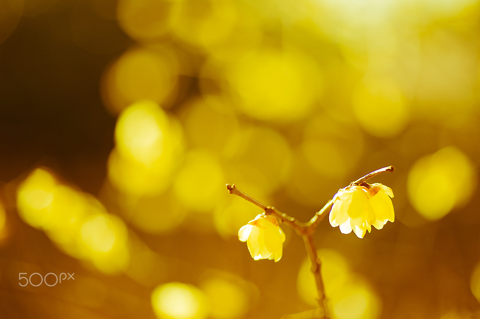 Nikon Df sample photo. Early spring photography