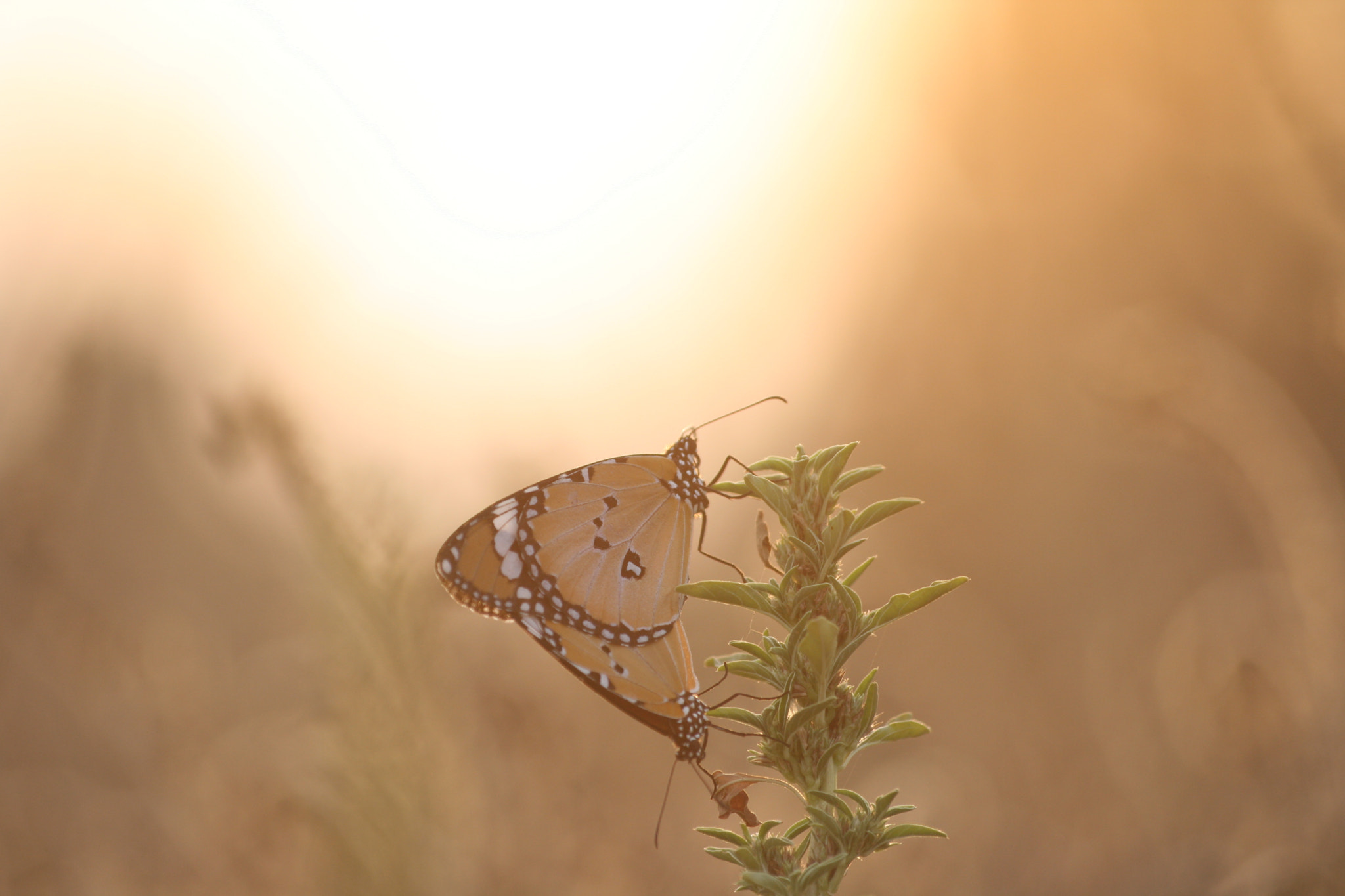 Canon EOS 400D (EOS Digital Rebel XTi / EOS Kiss Digital X) + Sigma 70-300mm F4-5.6 APO DG Macro sample photo. Sunset butterflies photography