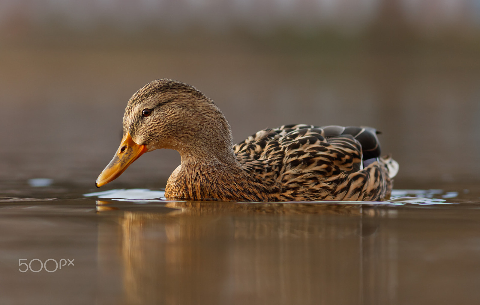 Canon EOS 760D (EOS Rebel T6s / EOS 8000D) + Canon EF 200mm F2.8L II USM sample photo. Kachna březňačka photography