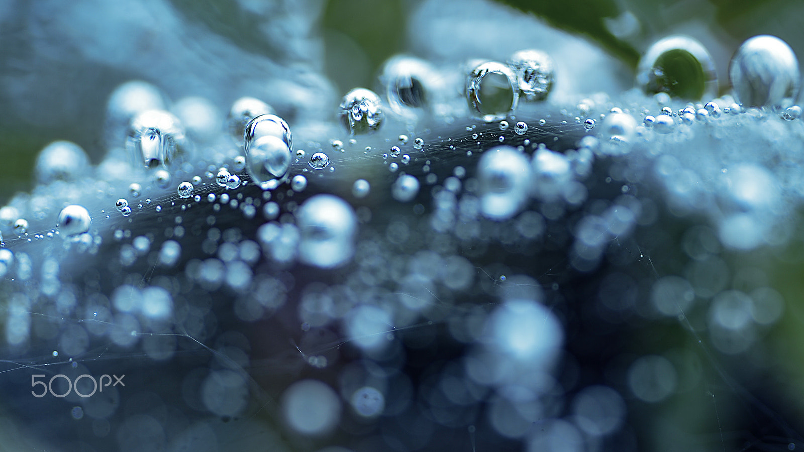 Nikon Df sample photo. Small world in the water droplets photography