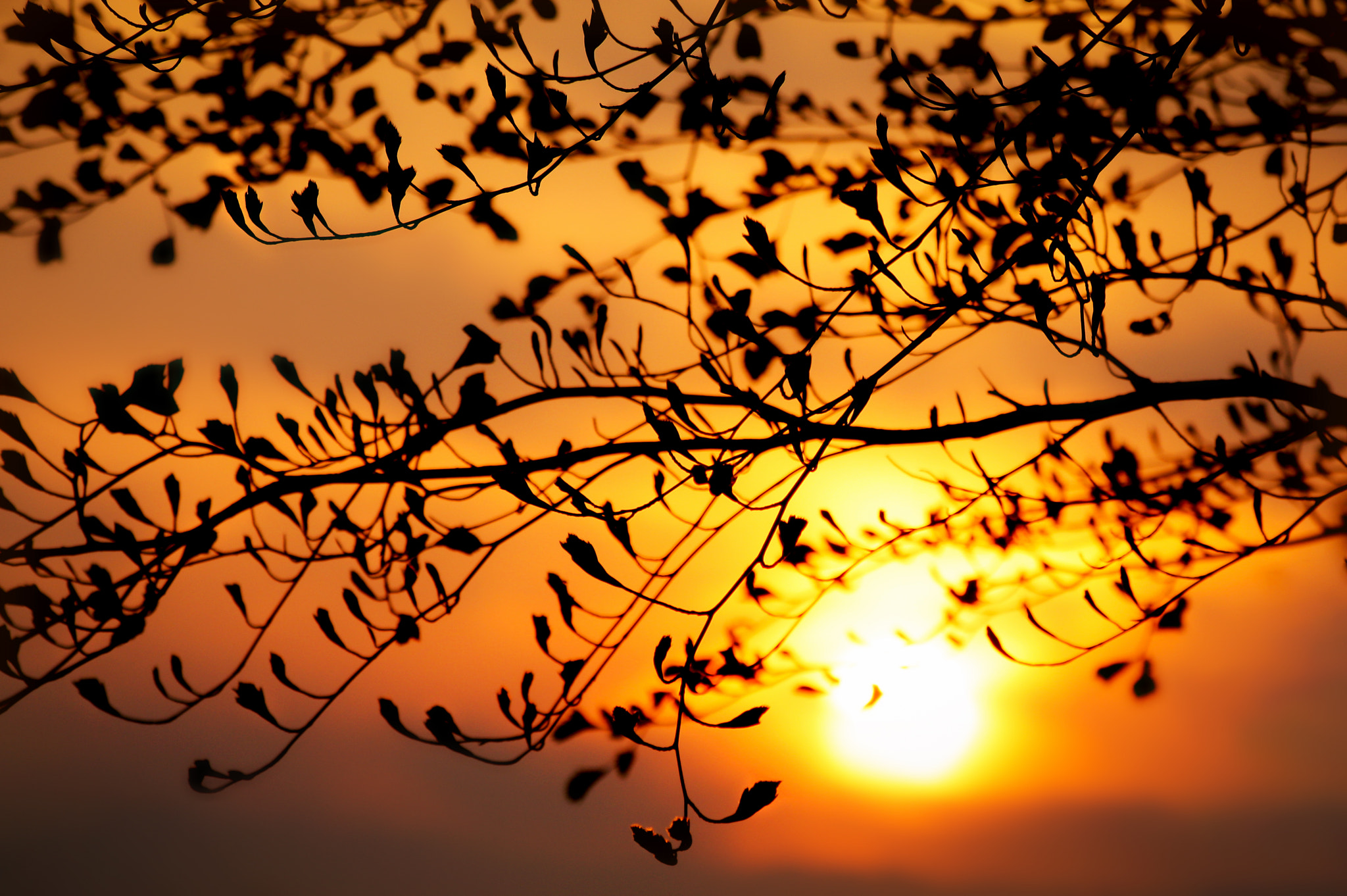 Canon EF 70-300mm F4-5.6 IS USM sample photo. Kristels tree photography