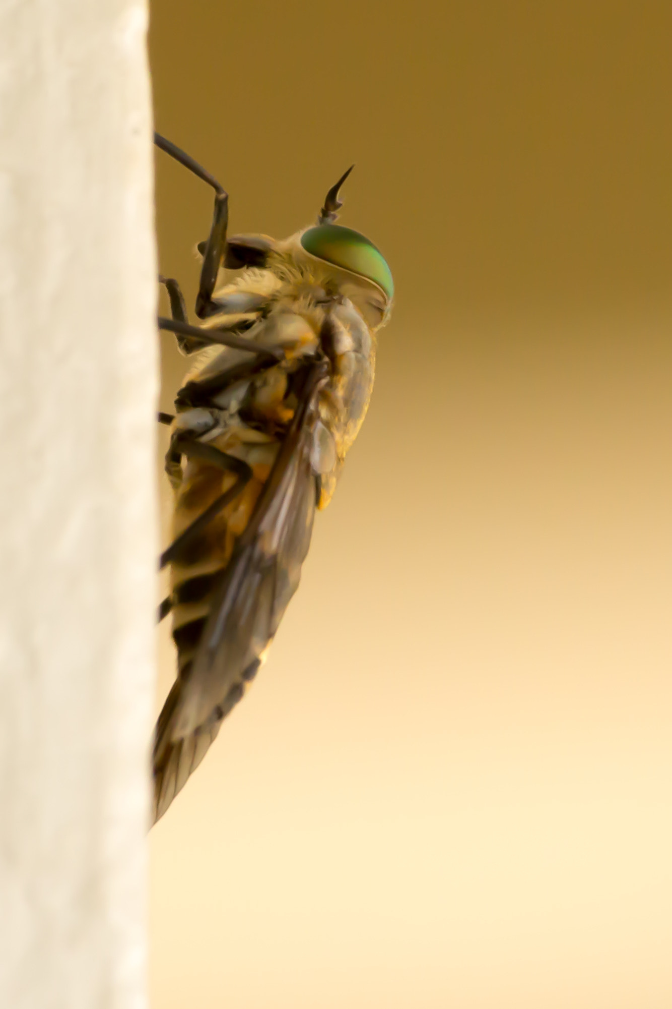 Sigma 70-300mm F4-5.6 APO DG Macro sample photo. Bee photography