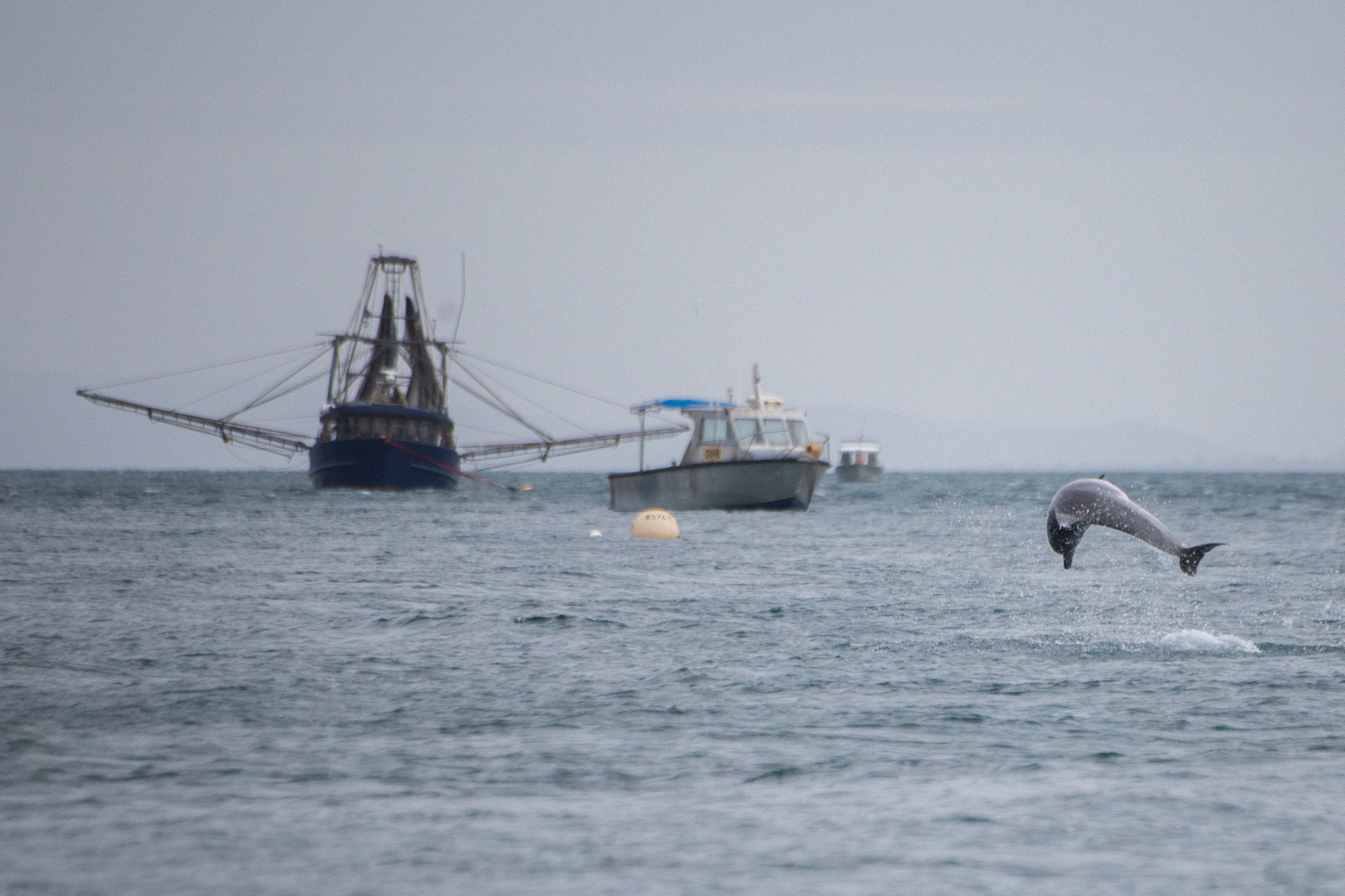 Sigma 70-300mm F4-5.6 APO DG Macro sample photo. Jumping dolphin photography