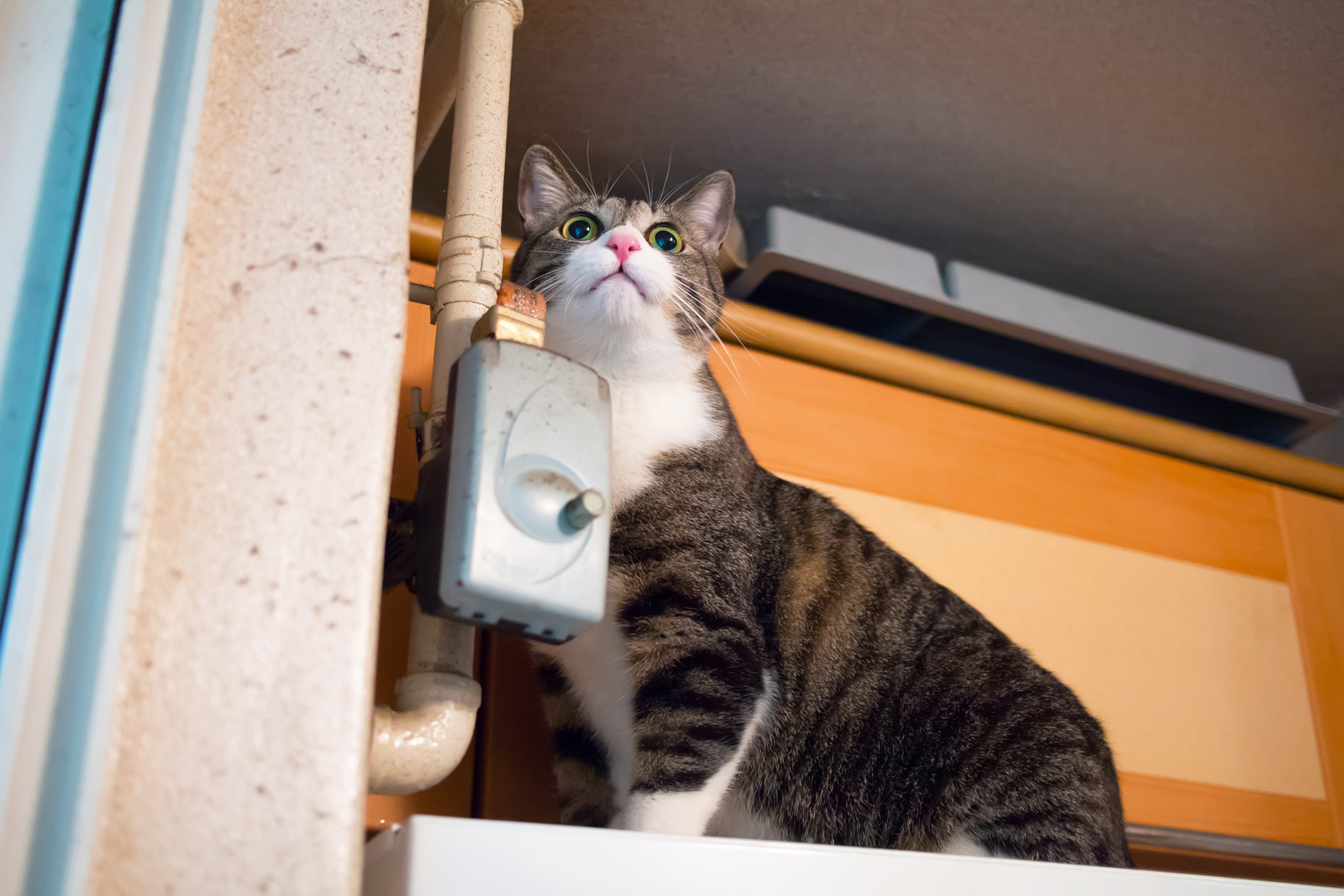 Olympus PEN E-P5 + LUMIX G 20/F1.7 II sample photo. My lovely cat photography