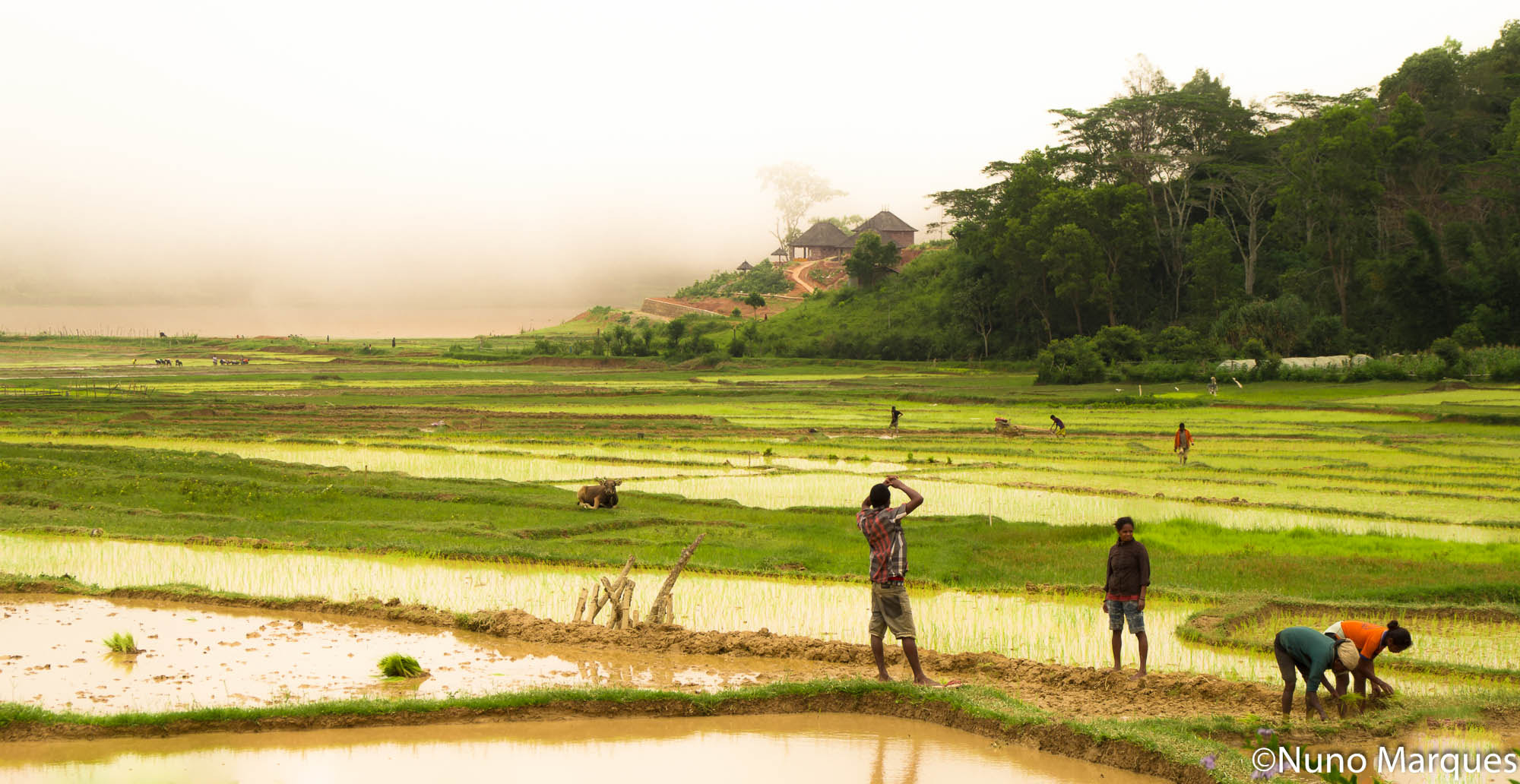 Tamron AF 18-200mm F3.5-6.3 XR Di II LD Aspherical (IF) Macro sample photo. Rice planting, aileu, timor-leste photography