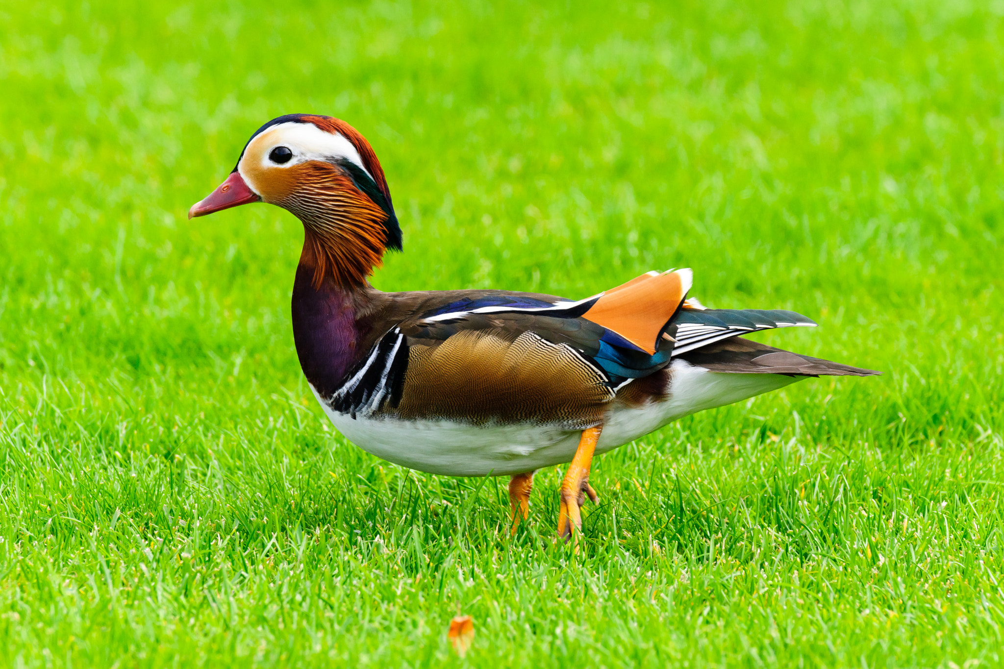 Sony 70-300mm F4.5-5.6 G SSM sample photo. Mandarin duck photography