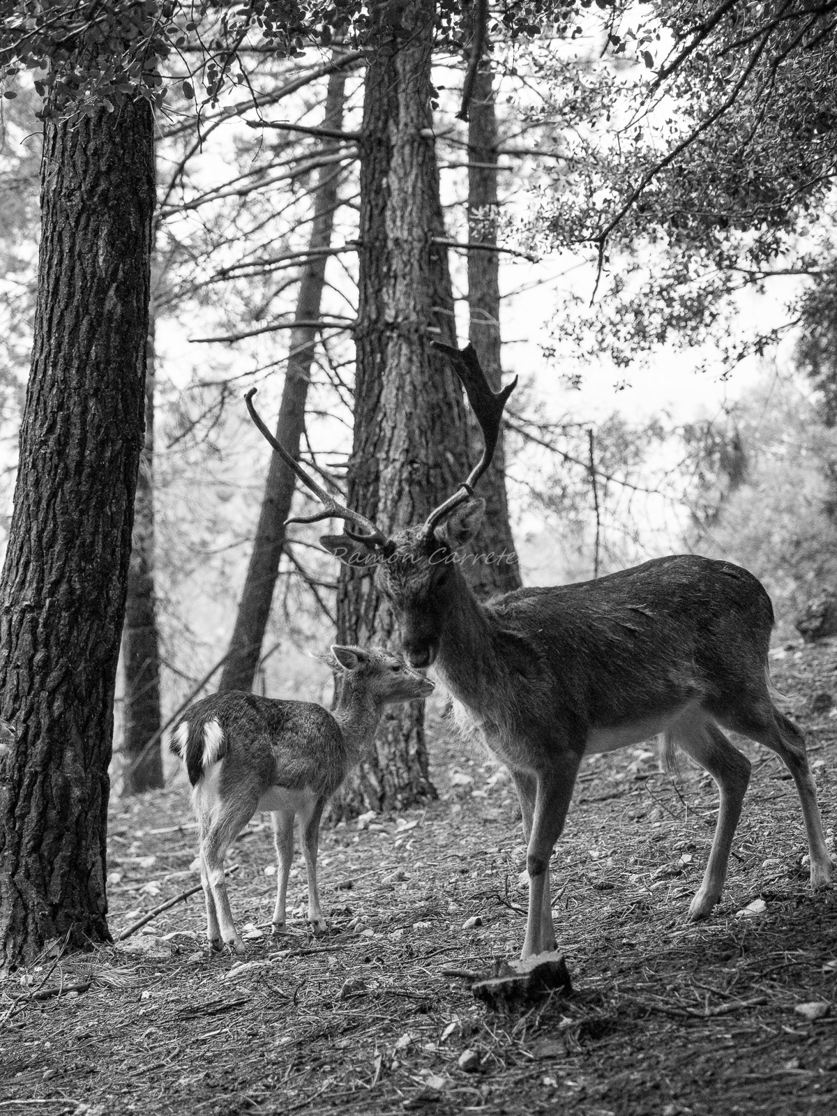 Olympus PEN E-PL7 + Olympus M.Zuiko Digital ED 40-150mm F2.8 Pro sample photo. Fallow-deer's forest photography