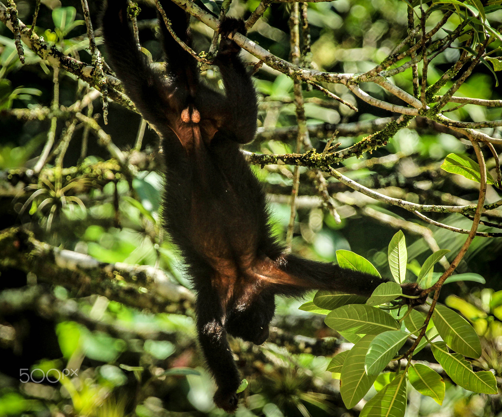 Canon EF 100-400mm F4.5-5.6L IS USM sample photo. Walking free () photography