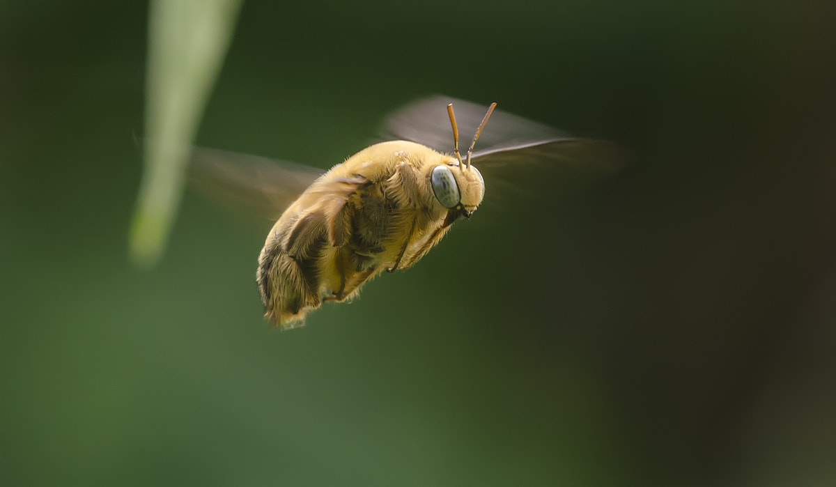 Sigma 150mm F2.8 EX DG Macro HSM sample photo. Go to work photography