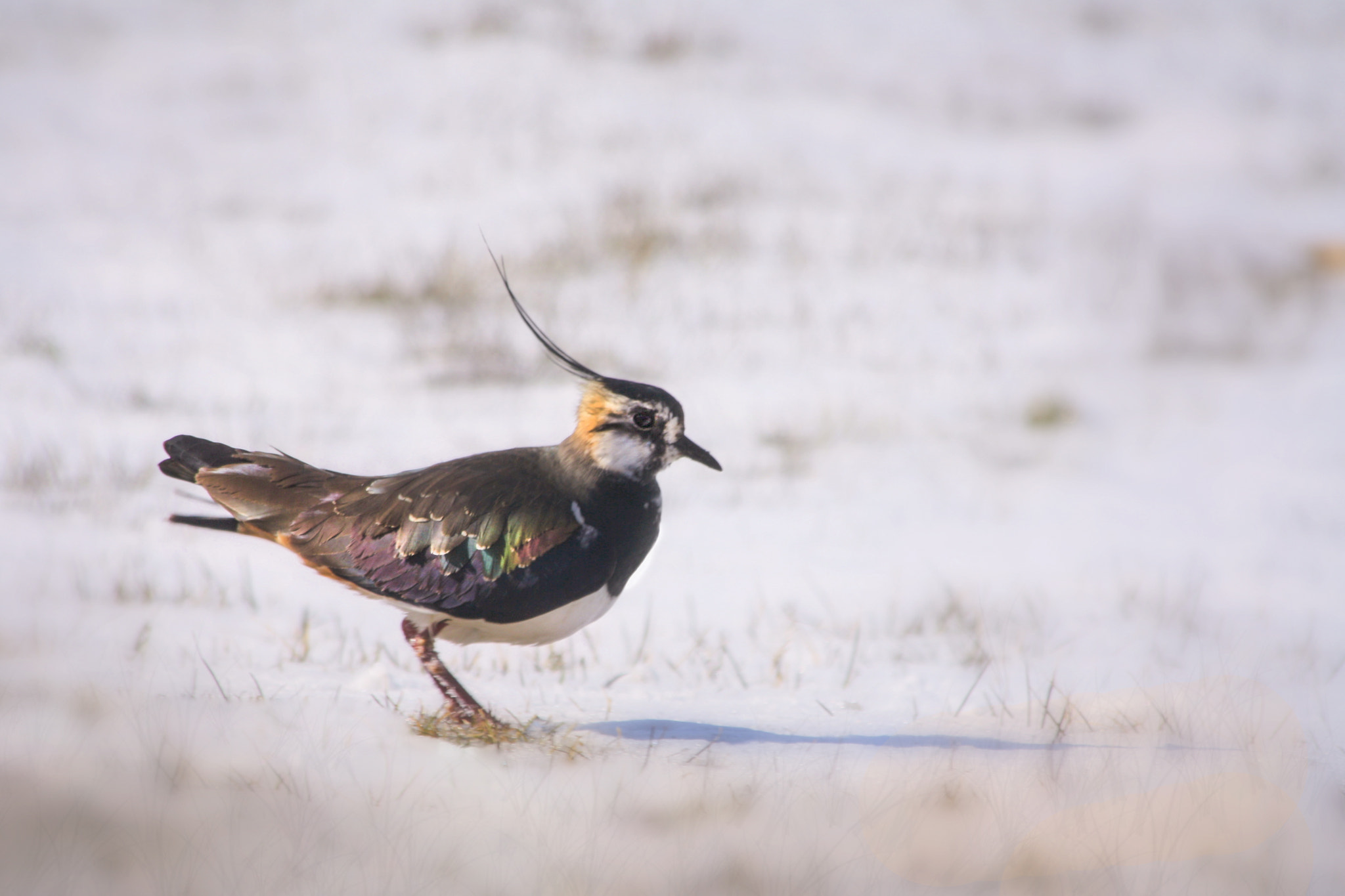 Canon EF 70-300mm F4-5.6 IS USM sample photo. Lapwing photography