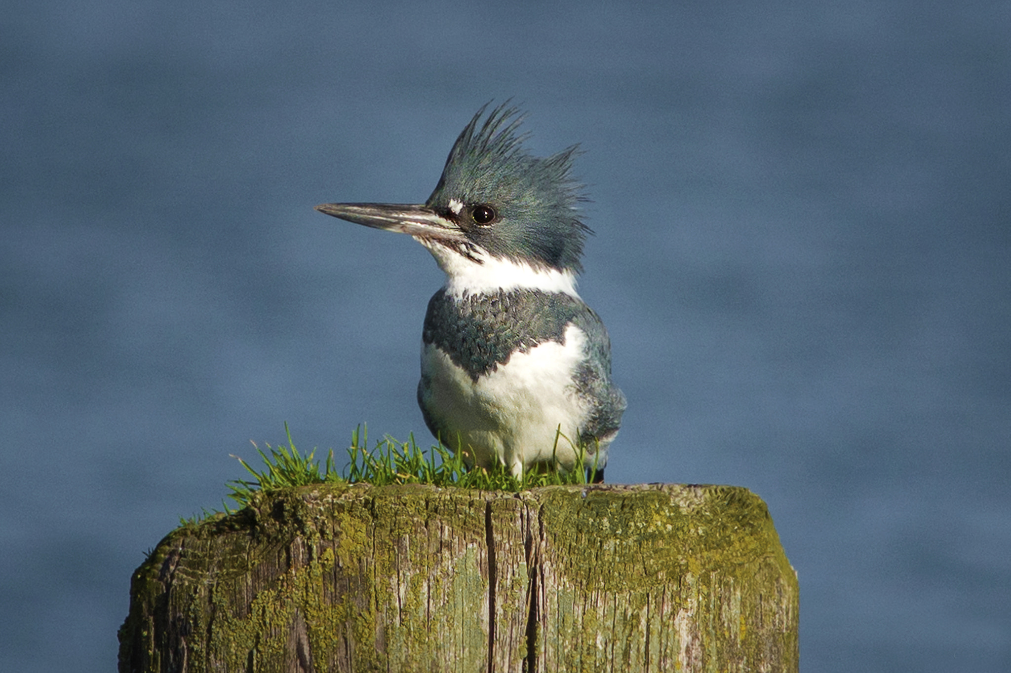 Nikon D800E + AF Nikkor 300mm f/4 IF-ED sample photo. Kingfisher photography