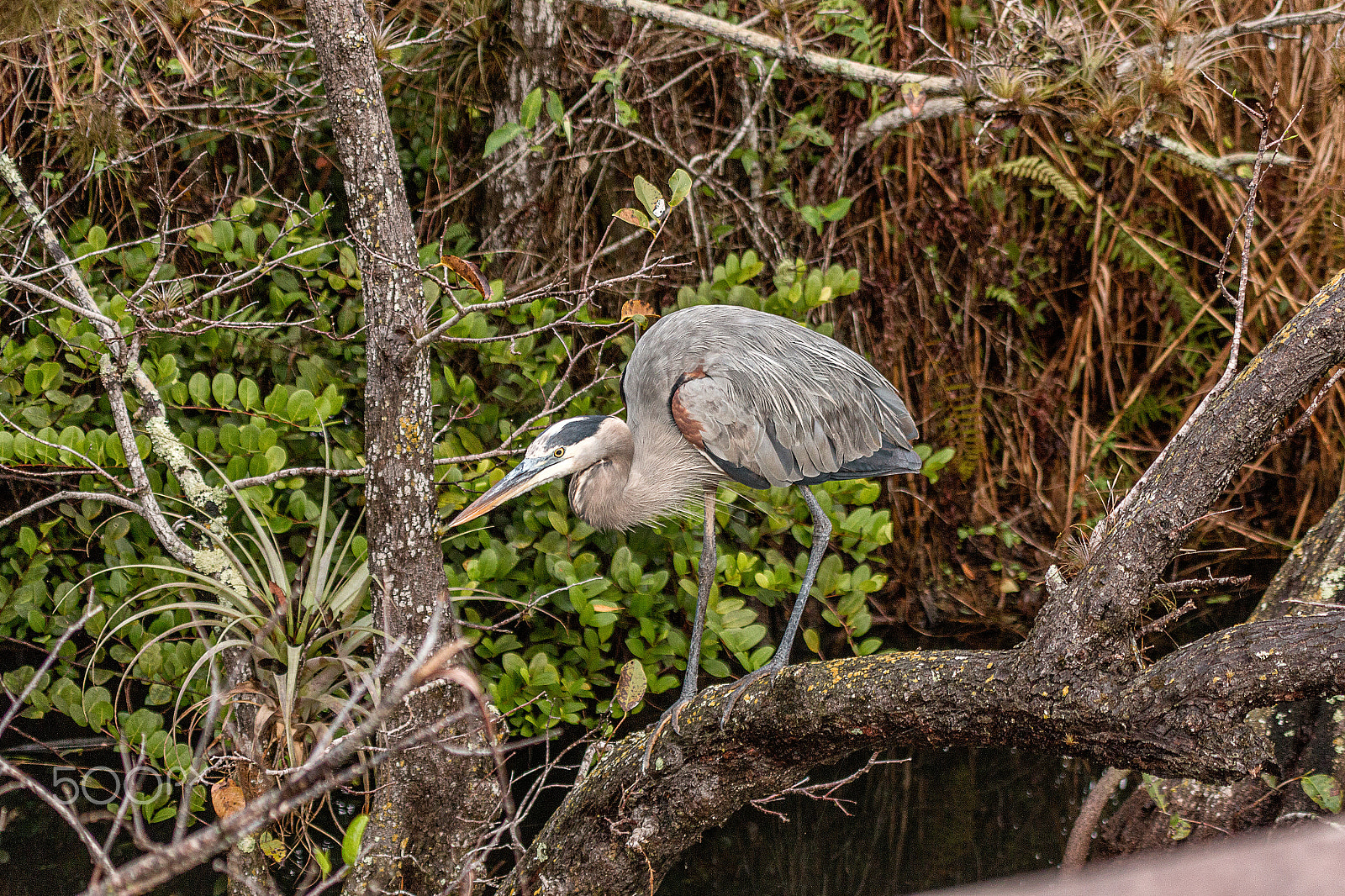 Canon EOS 70D + Sigma 50-500mm f/4-6.3 APO HSM EX sample photo. Great blue heron in everglades national park photography