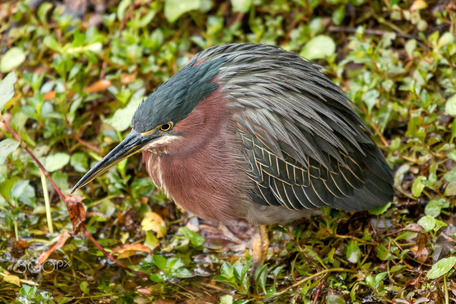 Canon EOS 70D + Sigma 50-500mm f/4-6.3 APO HSM EX sample photo. Green heron everglades national park photography