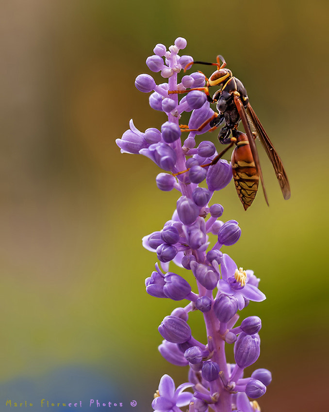 Canon EOS 40D + Canon EF 100mm F2.8L Macro IS USM sample photo. " queen wasp " photography